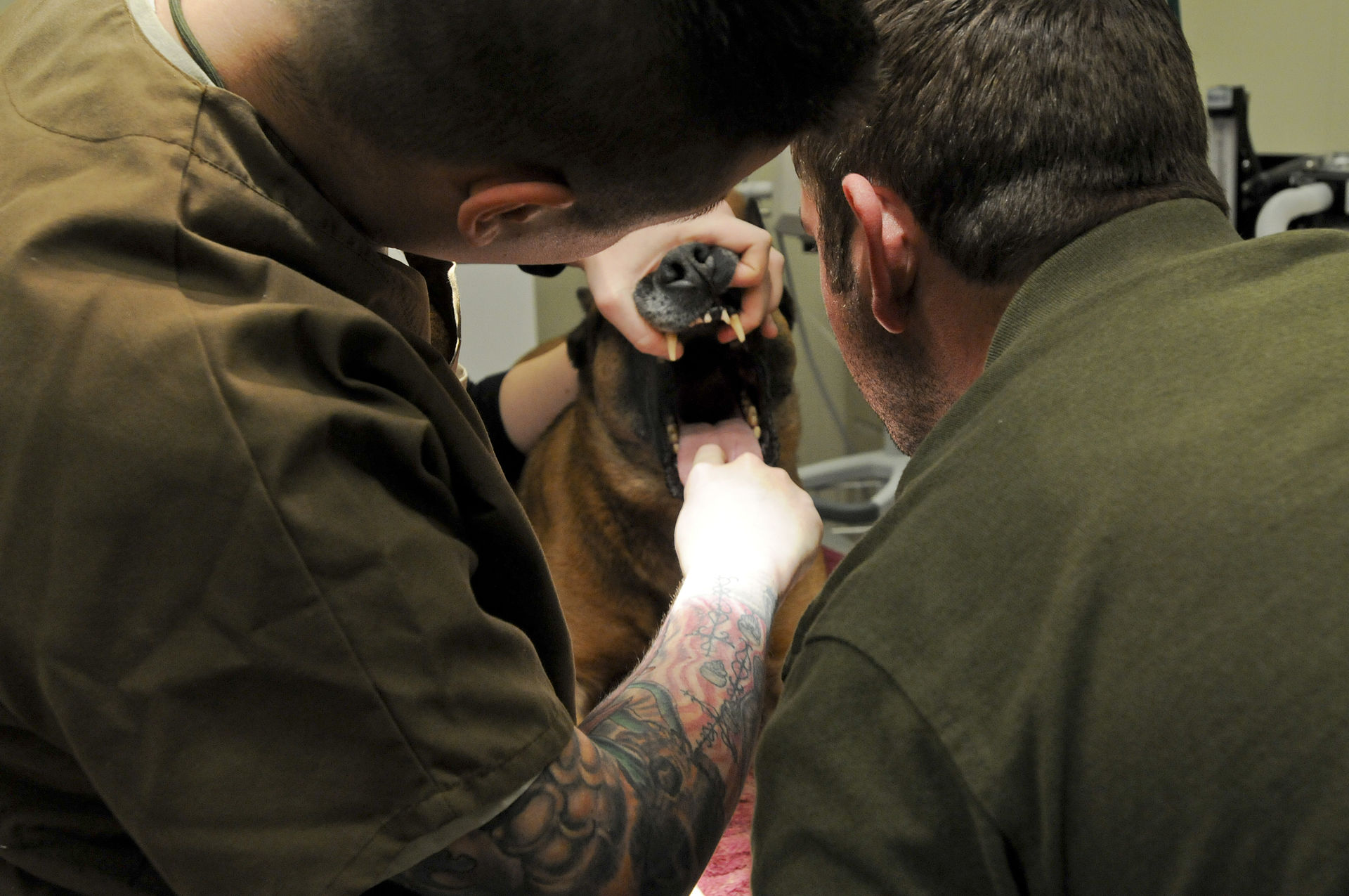 An animal-care specialist demonstrating a dental examination on a working dog.
