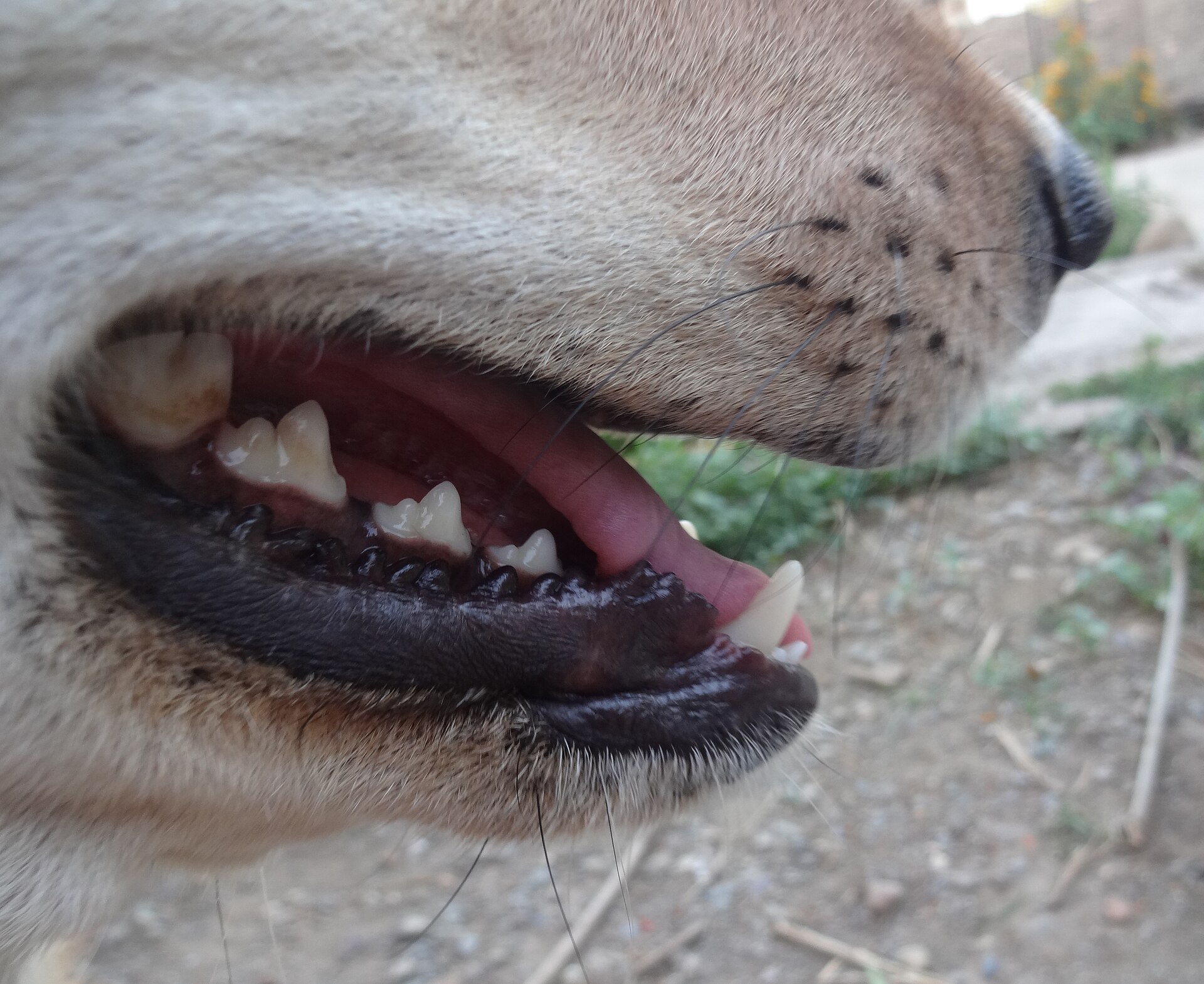 Close-up of a dog's mouth showing visible teeth and gums.