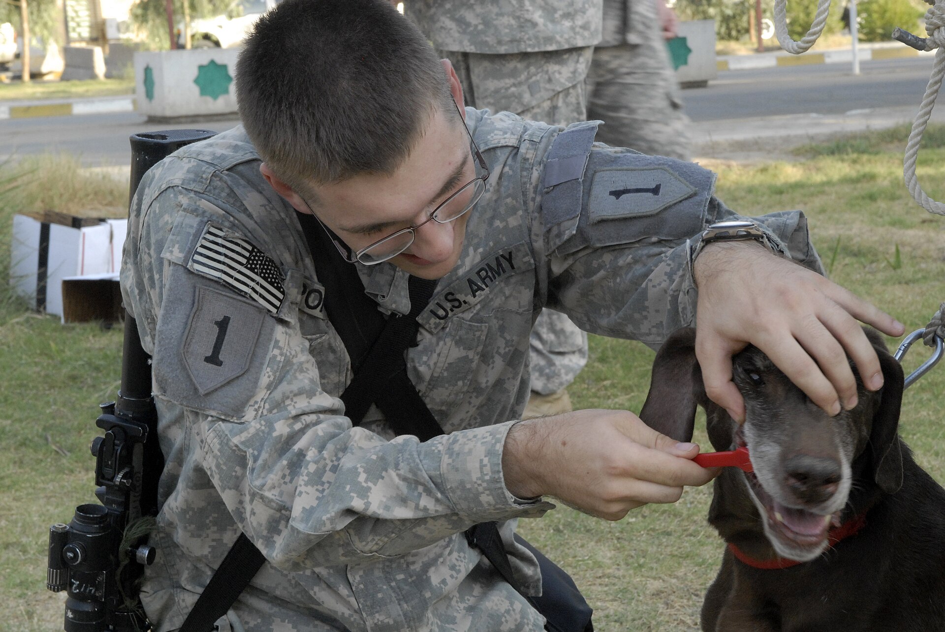 A handler gently brushing the teeth of a working dog.
