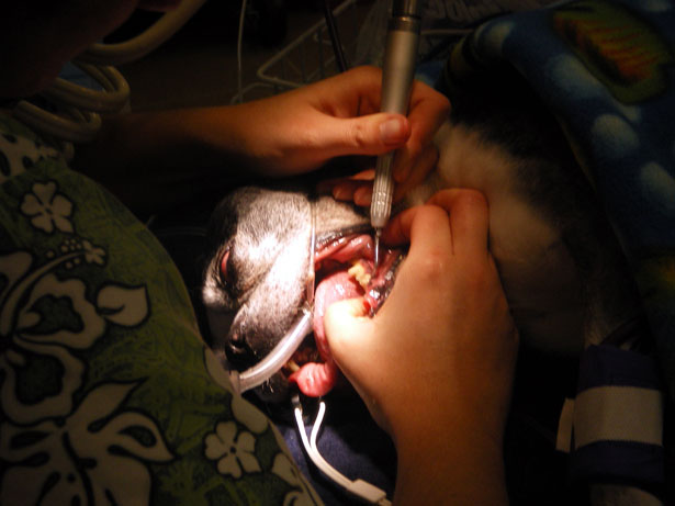 A veterinary professional cleaning a dog's teeth.