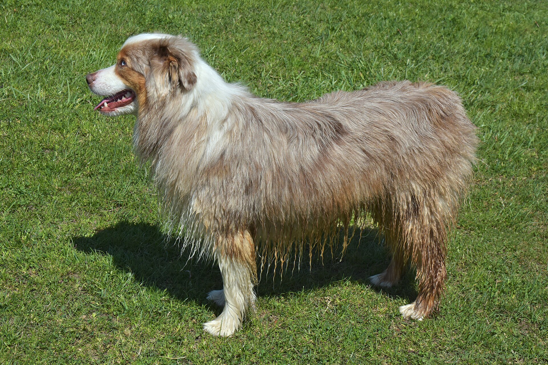 A wet Australian Shepherd standing near water