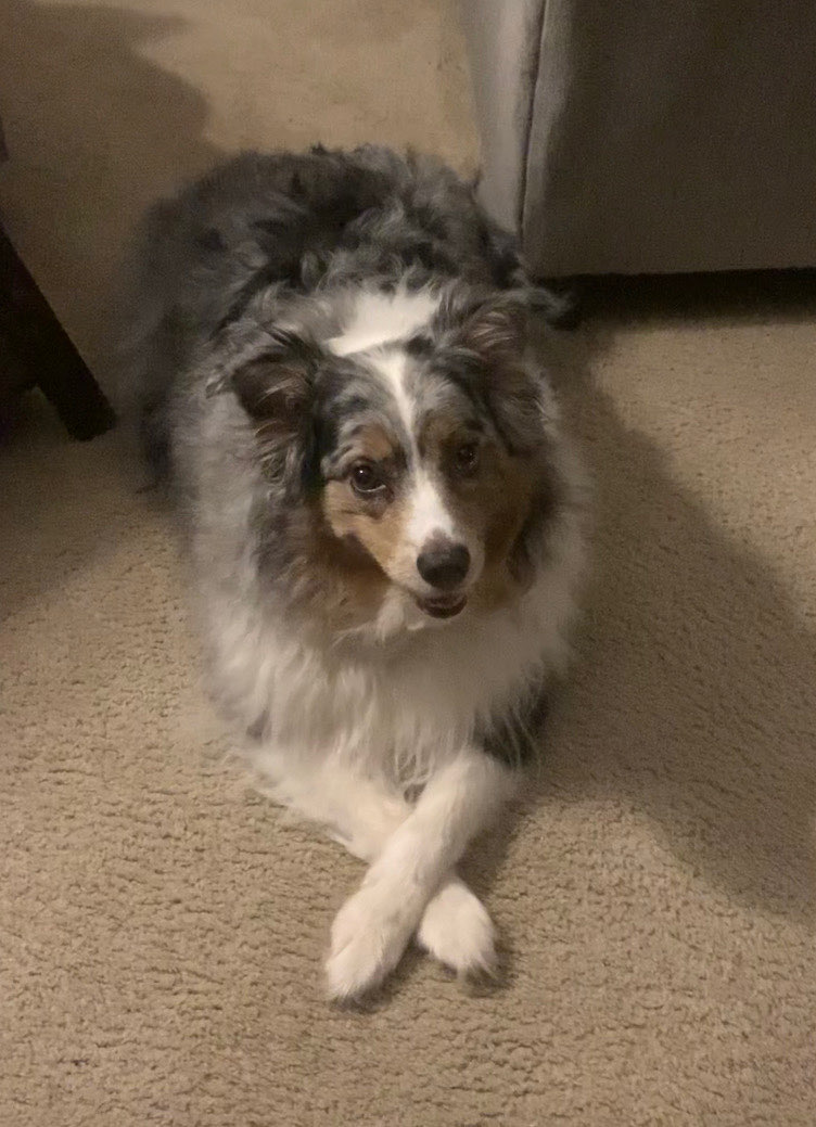 A blue-merle Australian Shepherd standing outdoors