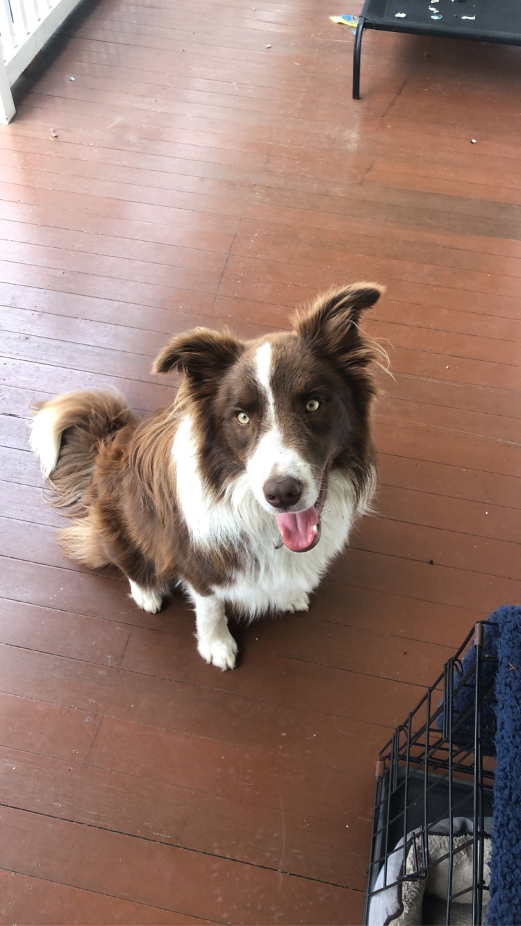 A brown-and-white Border Collie standing outdoors