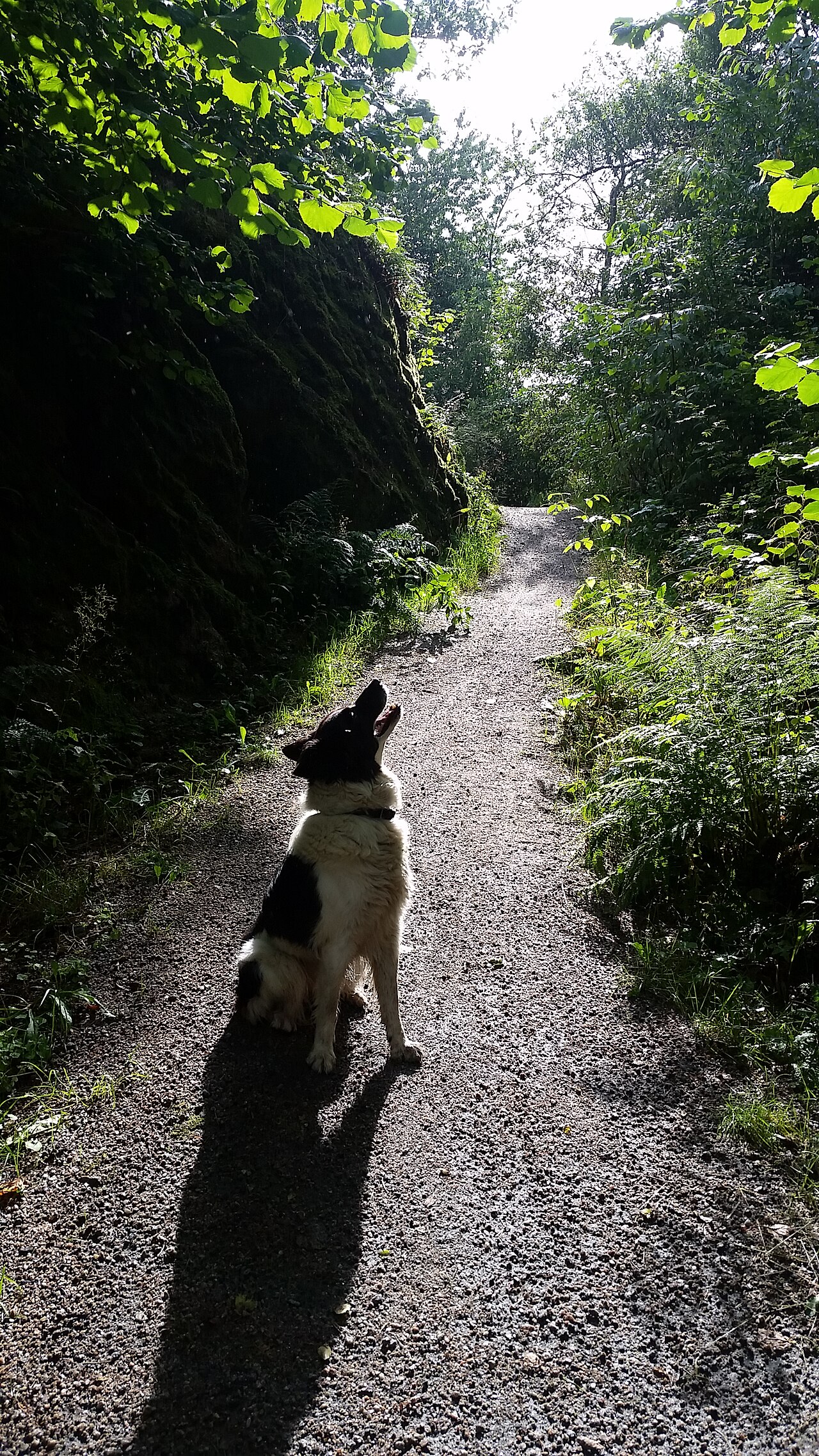 A Border Collie standing in a mountain landscape