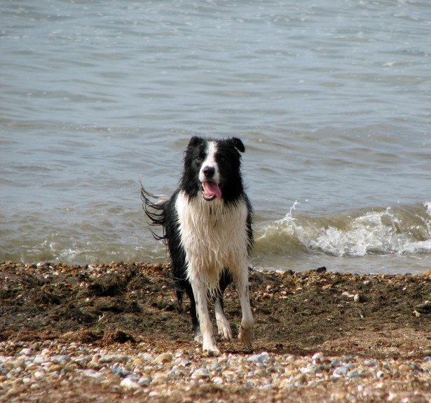 A black-and-white Border Collie looking toward the camera