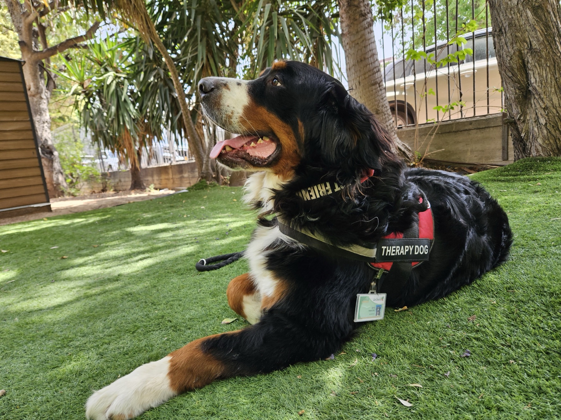 A Bernese Mountain Dog spending time with people