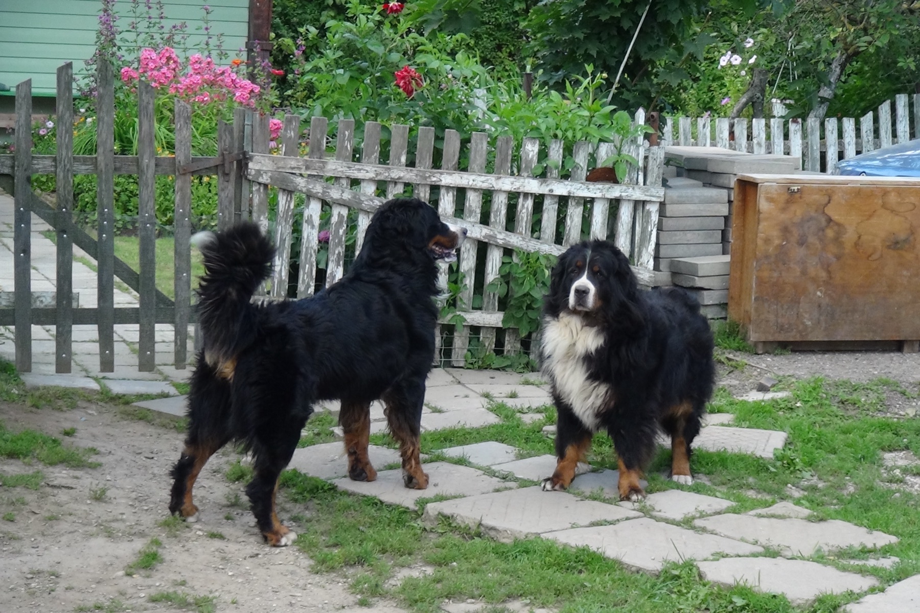 A male and female Bernese Mountain Dog standing together