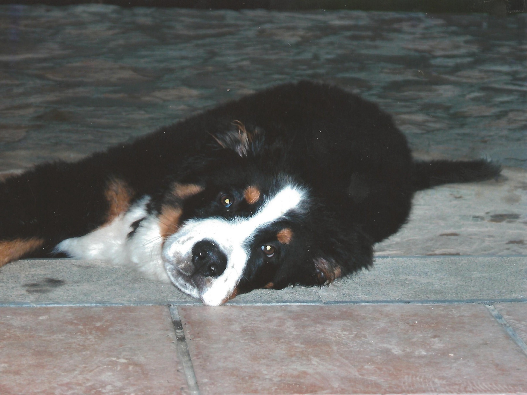 A three-month-old Bernese Mountain Dog puppy outdoors