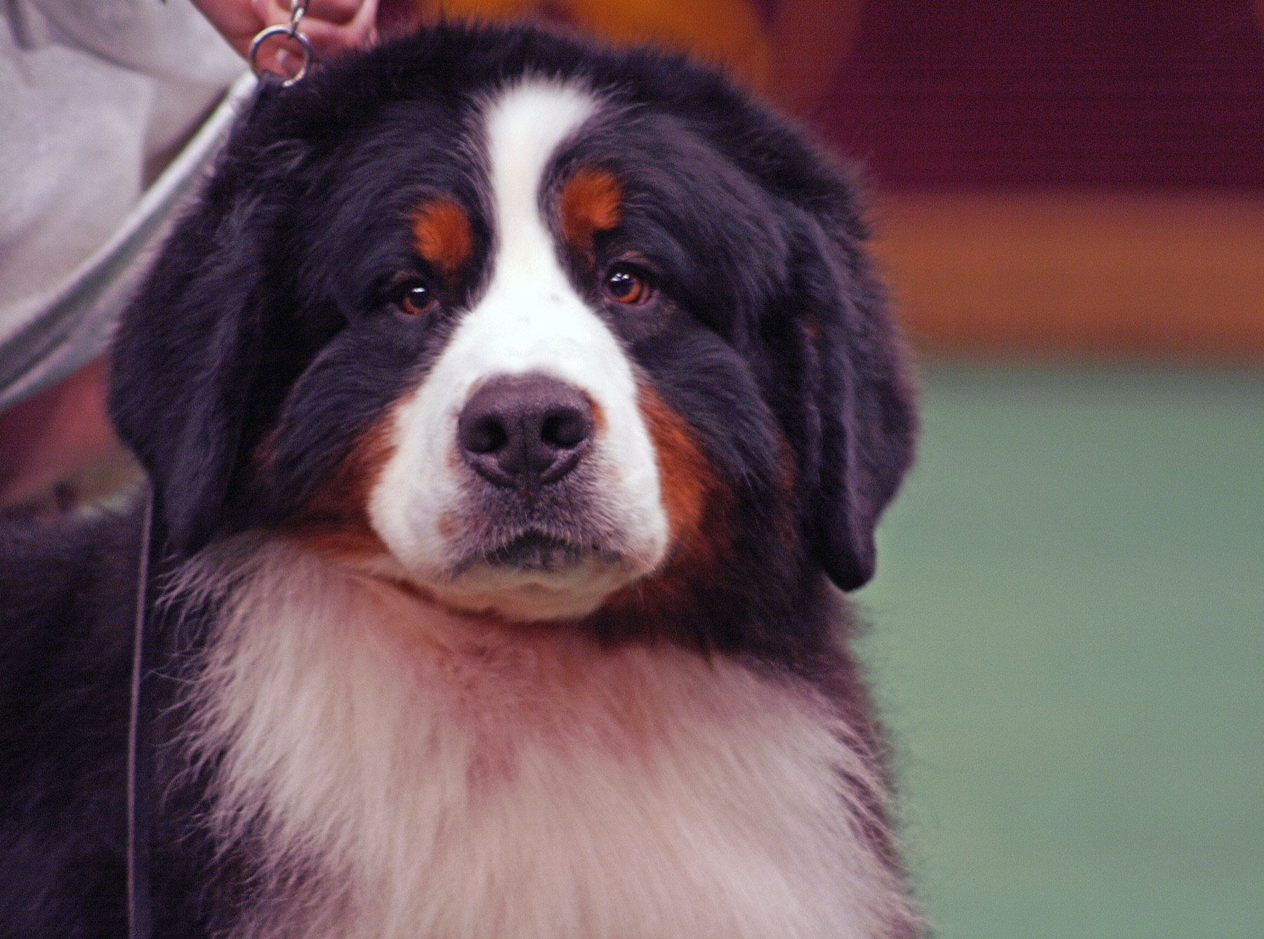 A Bernese Mountain Dog relaxing on the grass