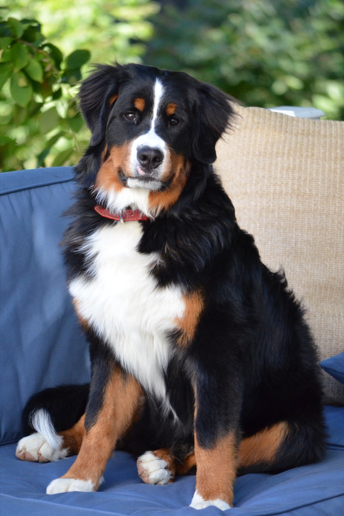 A young Bernese Mountain Dog standing outdoors