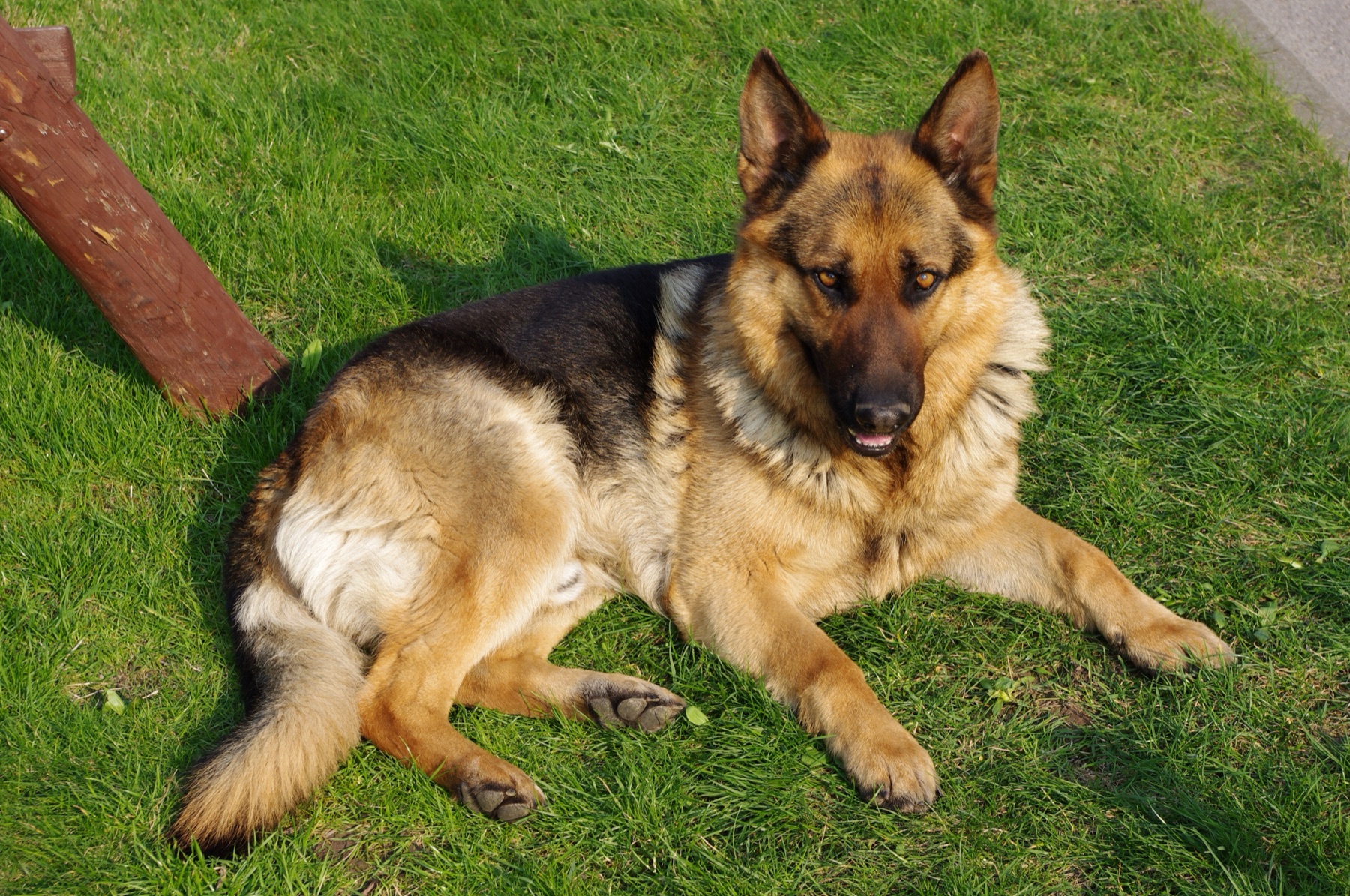 A German Shepherd with a heavy double coat