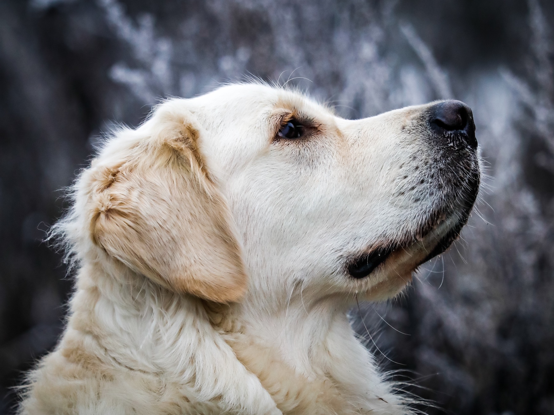 A Golden Retriever showing a long feathered double coat