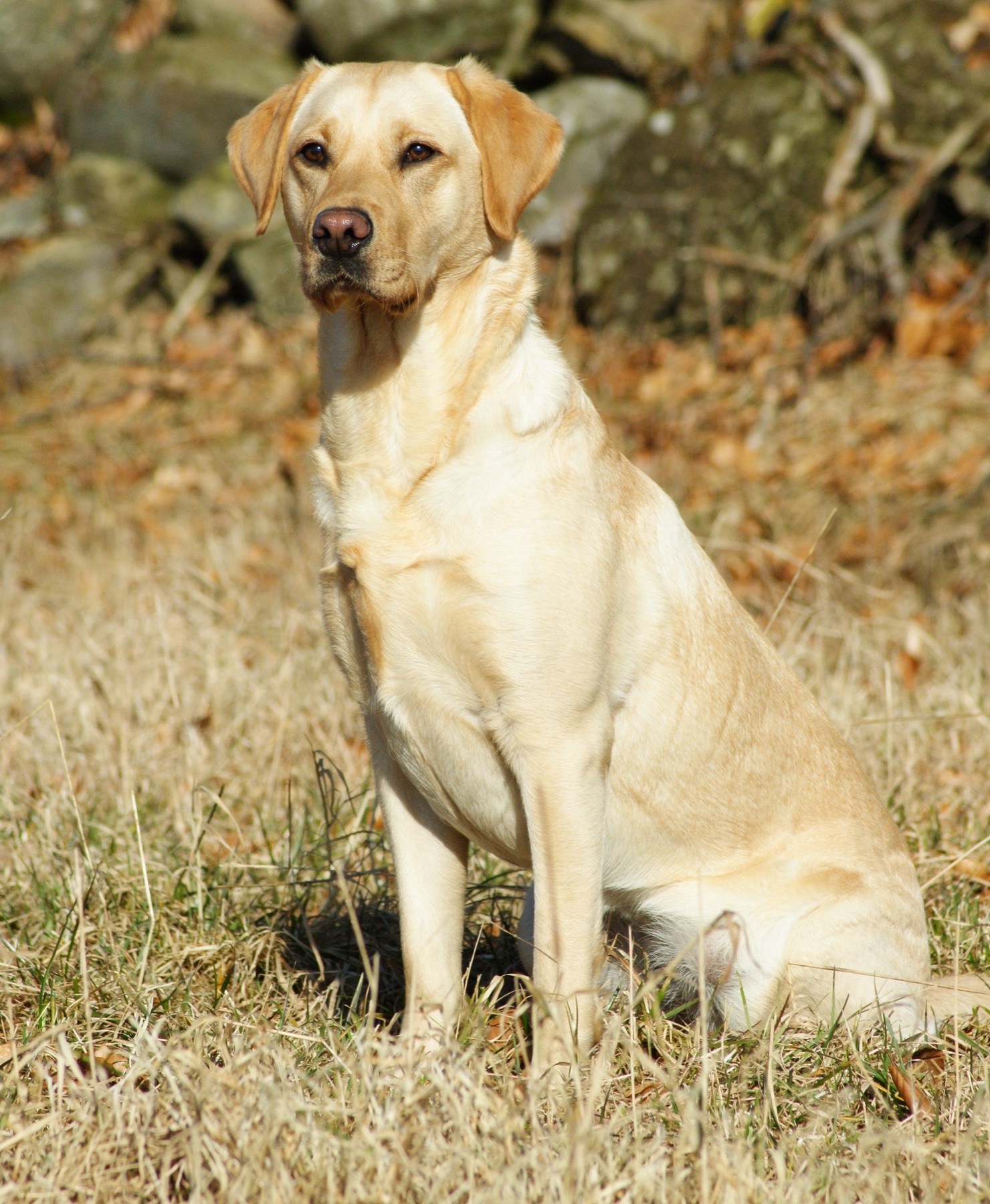 A Labrador Retriever with a short dense double coat
