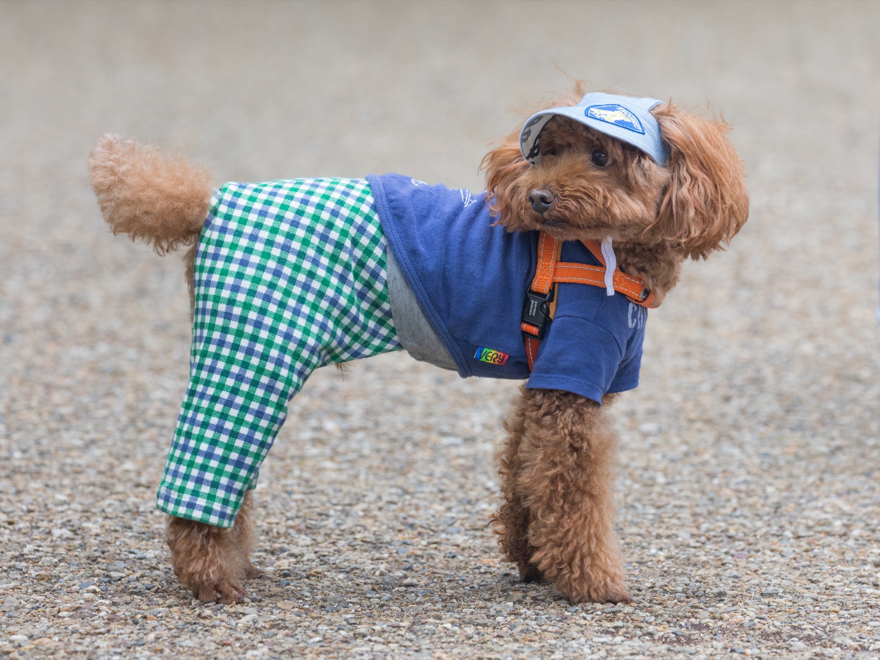 A Poodle with a dense curly coat