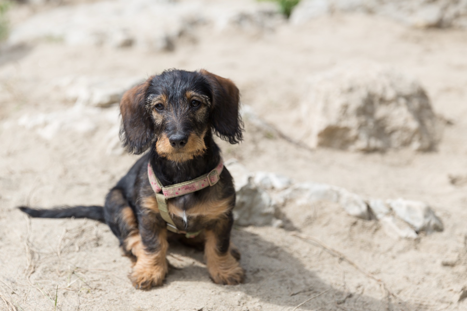 A long-bodied dachshund wearing a harness.