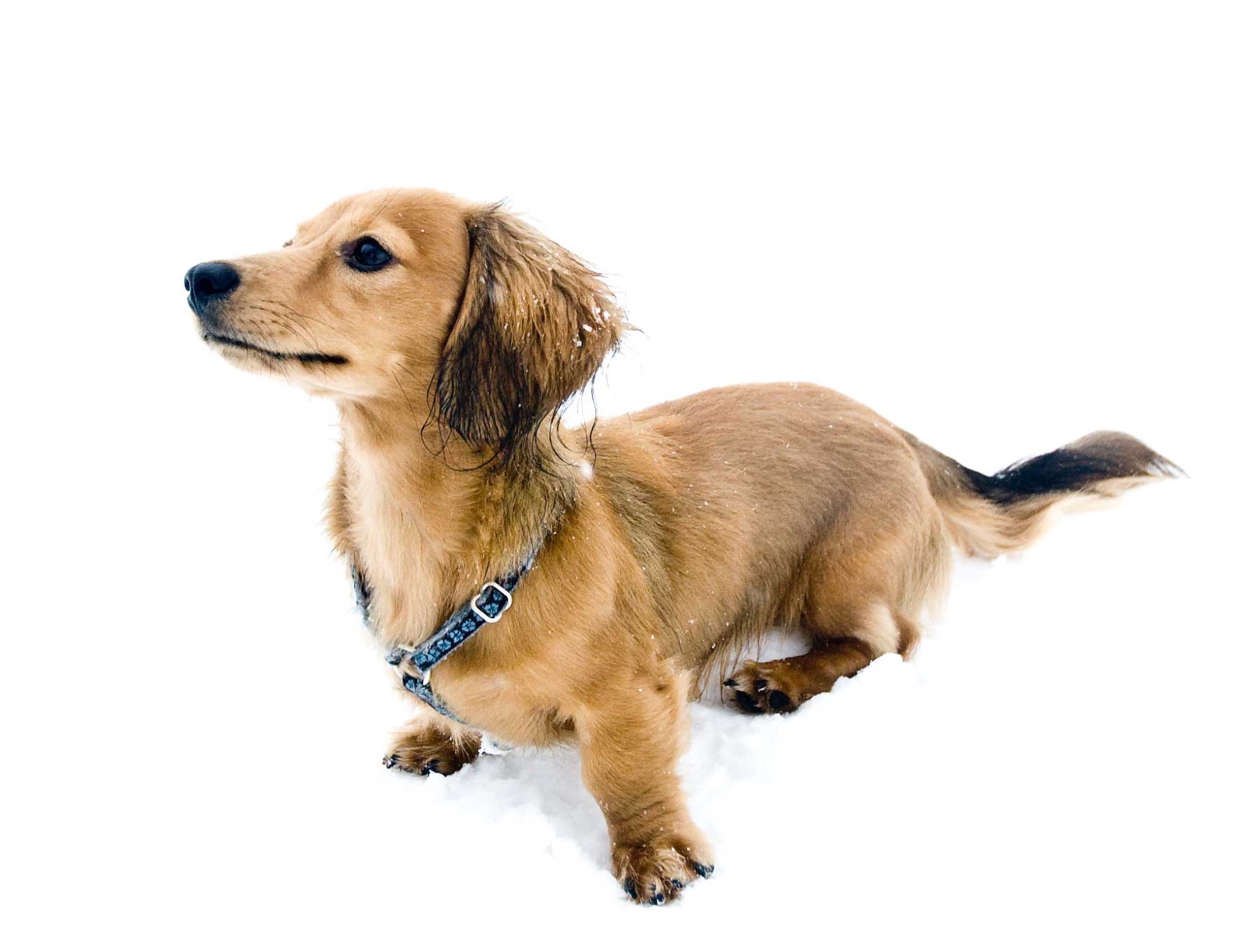 A dachshund in a strap harness sitting in snow.