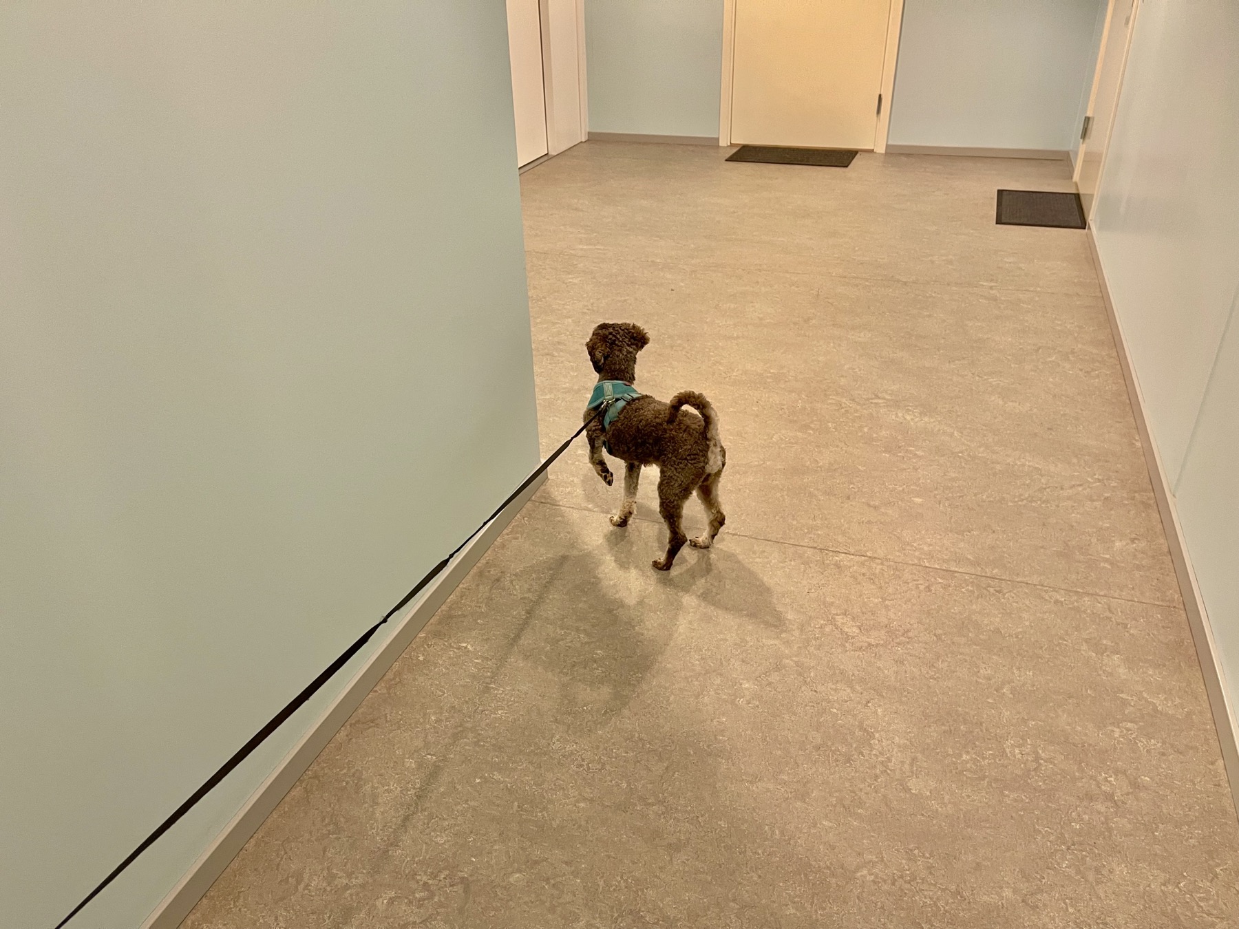 A small dog on leash indoors.