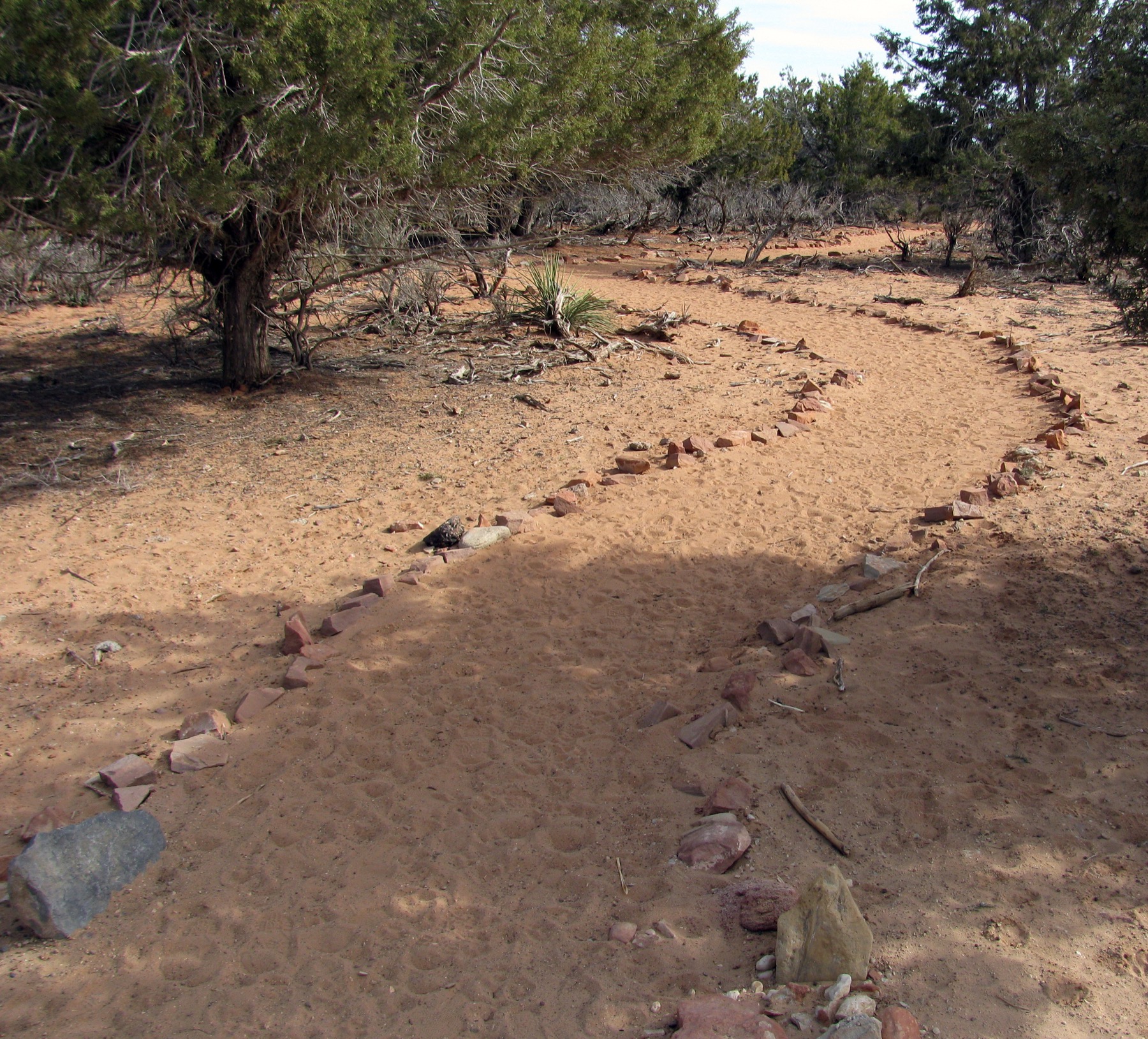 A small dog walking outdoors on a trail.