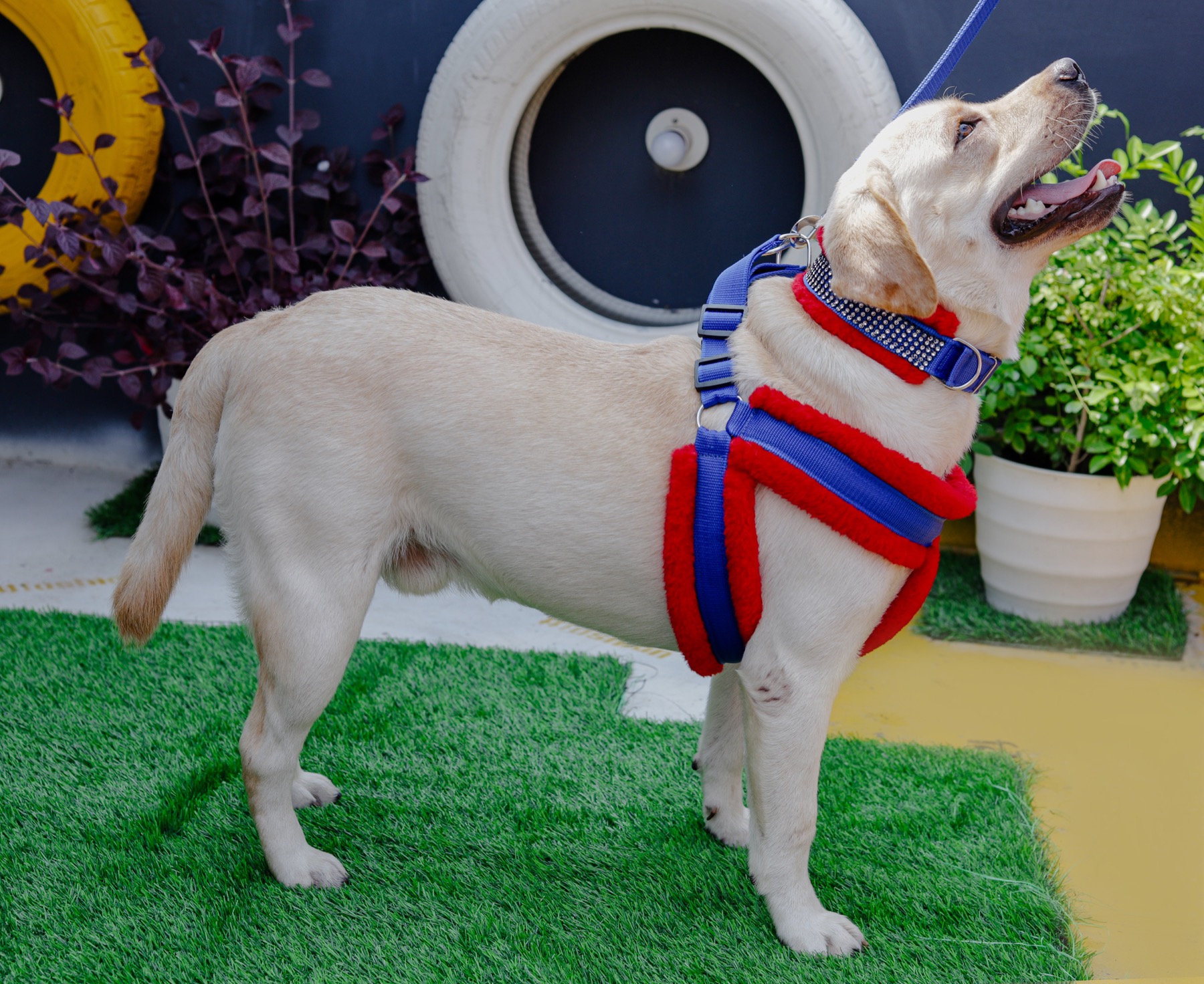 A small dog wearing a soft padded harness.