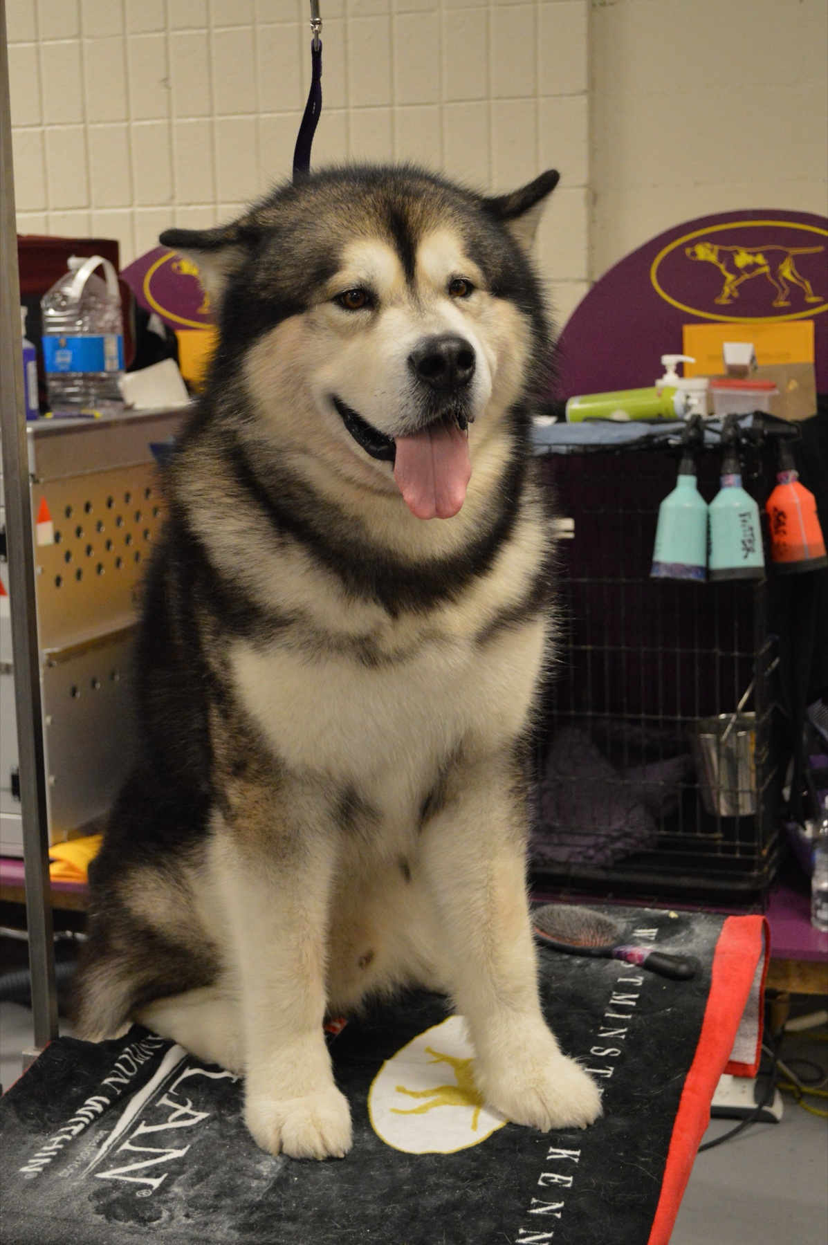 A large Alaskan Malamute illustrating the heavier nails common in large breeds.