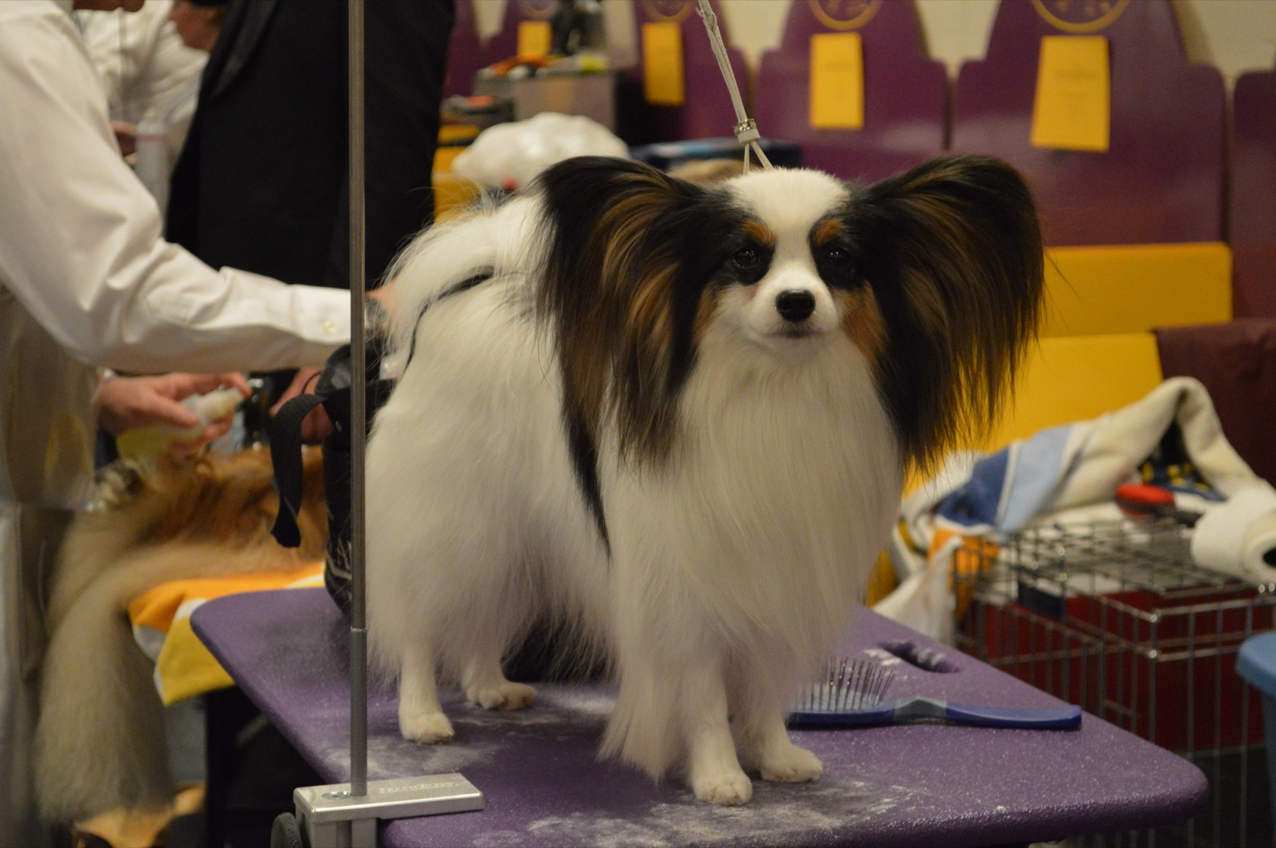 A small Papillon illustrating the fine nails common in toy breeds.