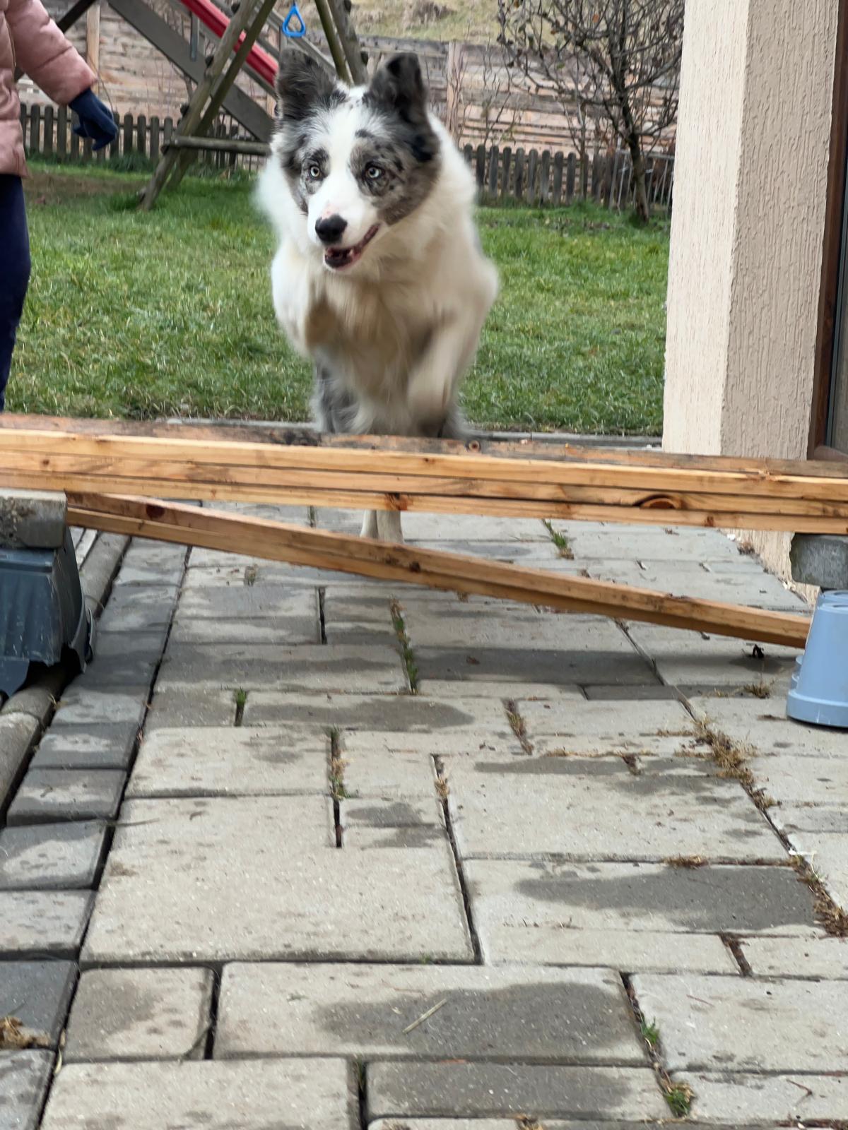 A blue merle Border Collie outdoors