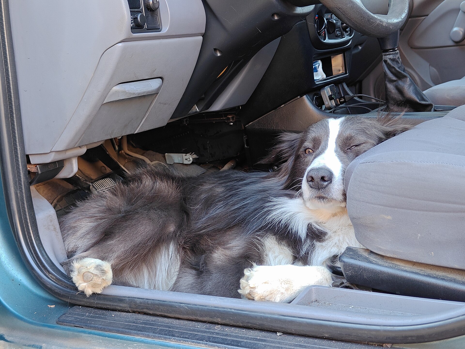 A Border Collie resting quietly in a vehicle