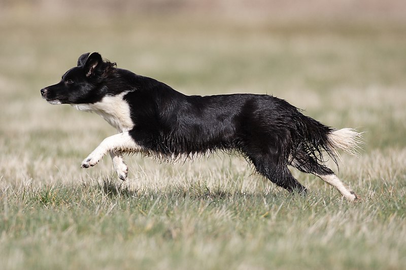 A wet Border Collie running through grass