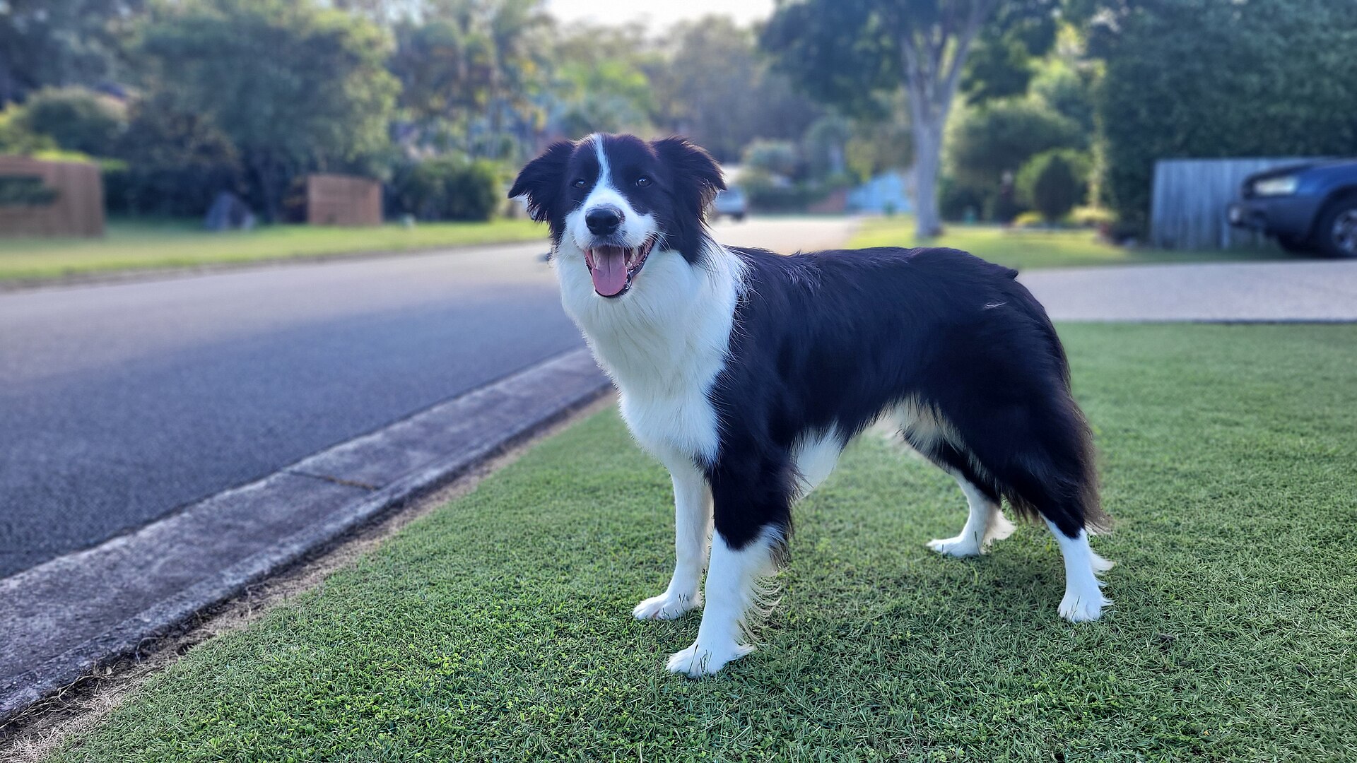 A male Border Collie standing alert in a field