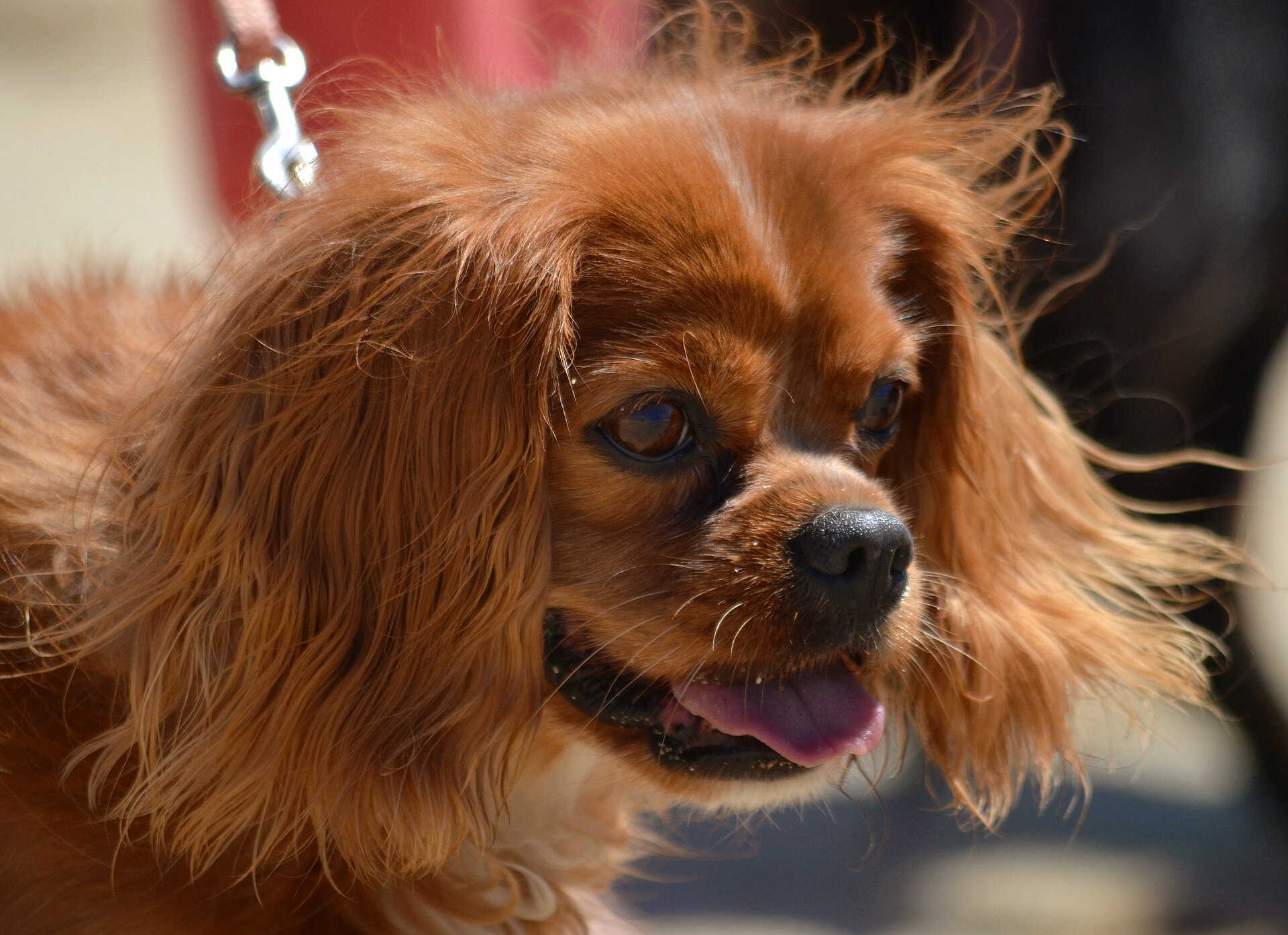 A ruby Cavalier King Charles Spaniel outdoors on leash