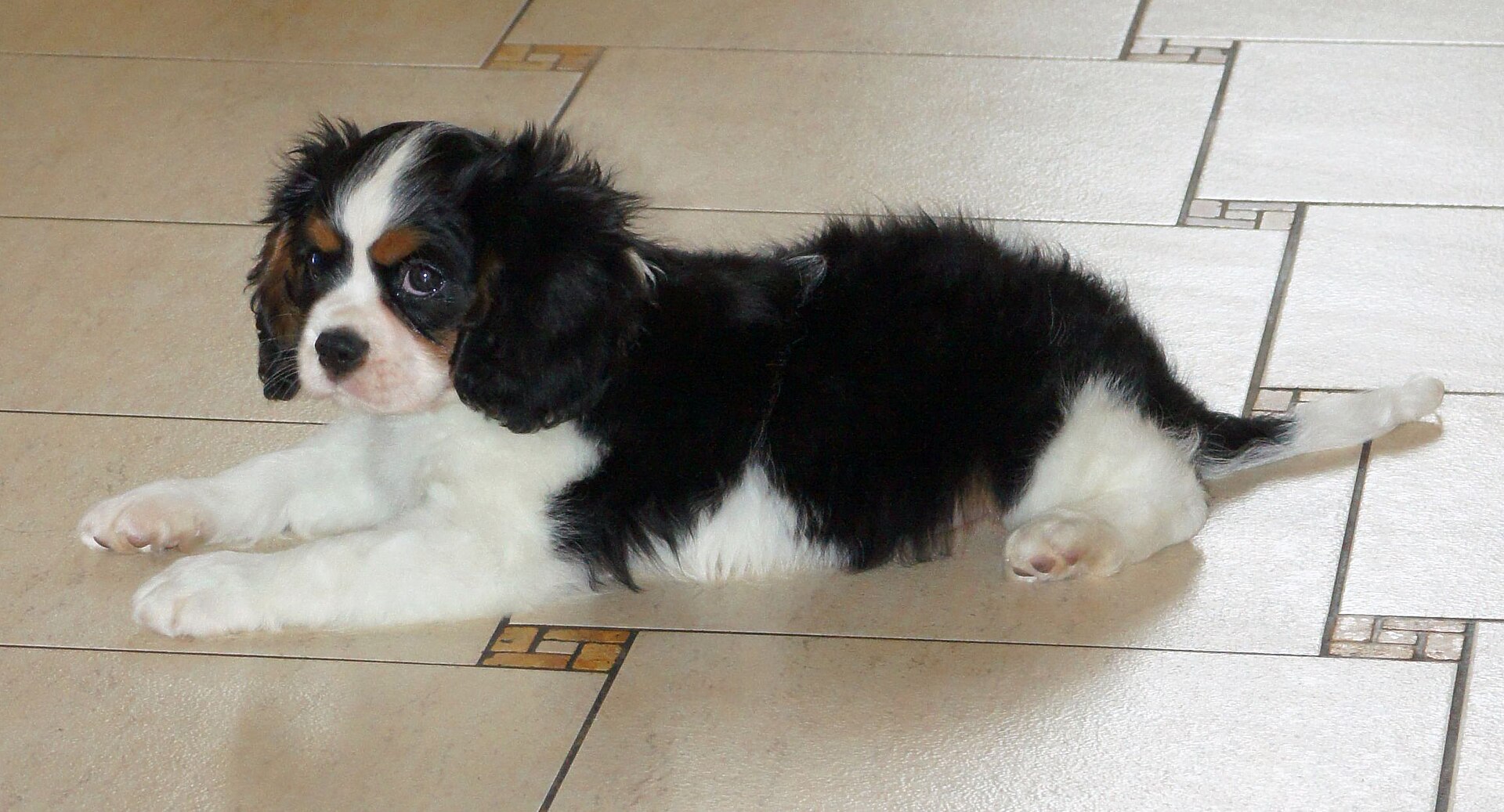 A young tricolor Cavalier King Charles Spaniel puppy lying on a floor