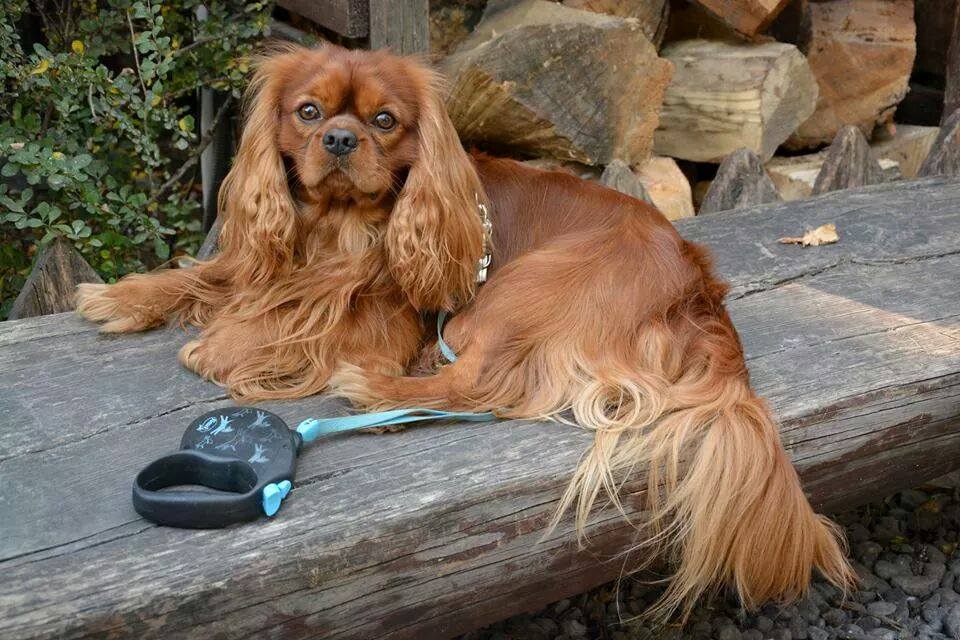 A ruby Cavalier King Charles Spaniel lying on an outdoor bench