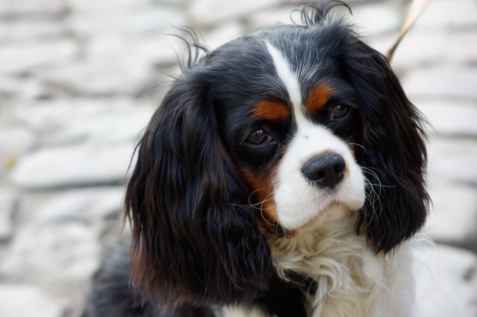 A tricolor Cavalier King Charles Spaniel standing outdoors
