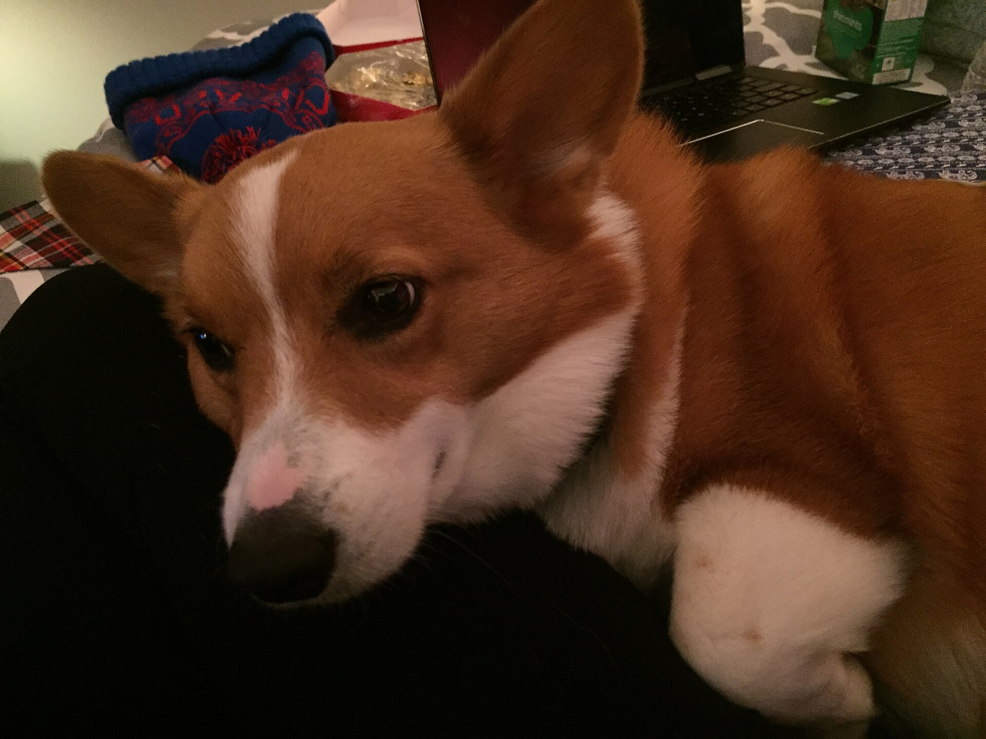 A red-and-white Pembroke Welsh Corgi relaxes indoors.