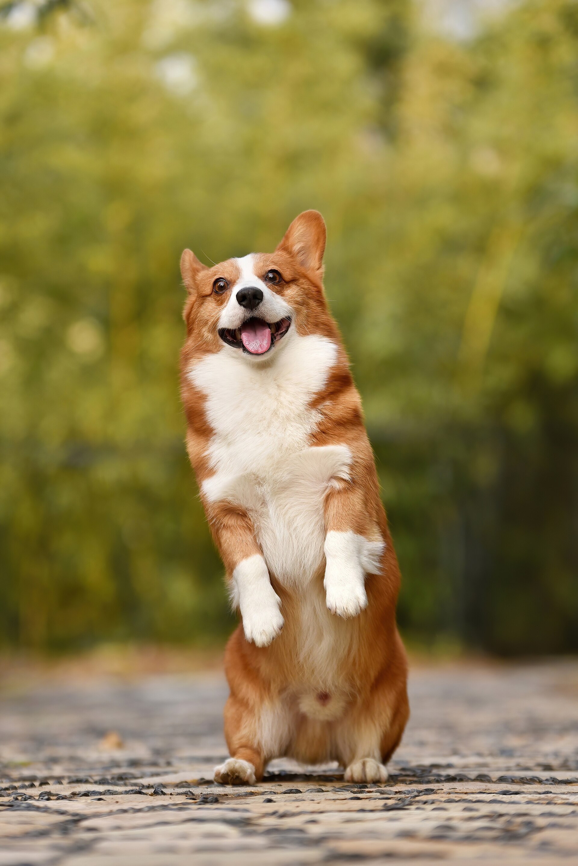 A playful fawn-and-white Pembroke Welsh Corgi puppy stands upright with its tongue out.