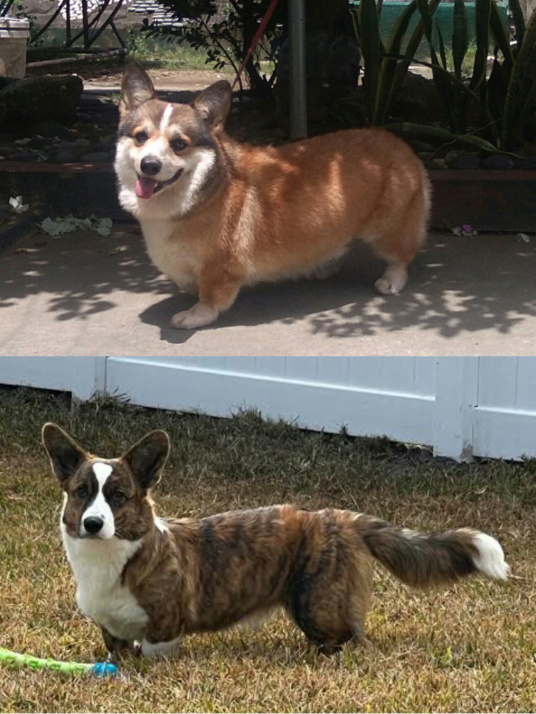 A Pembroke Welsh Corgi and a Cardigan Welsh Corgi stand together.