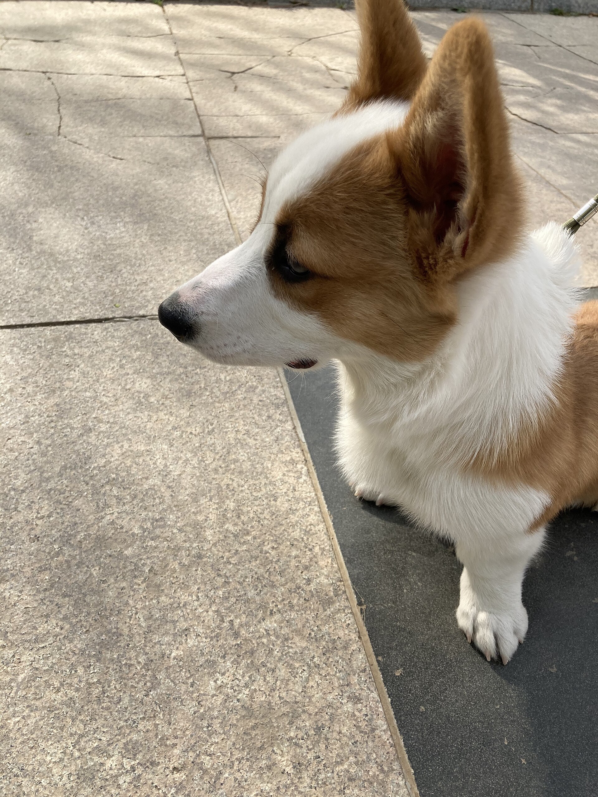 A young Pembroke Welsh Corgi puppy looks toward the camera.