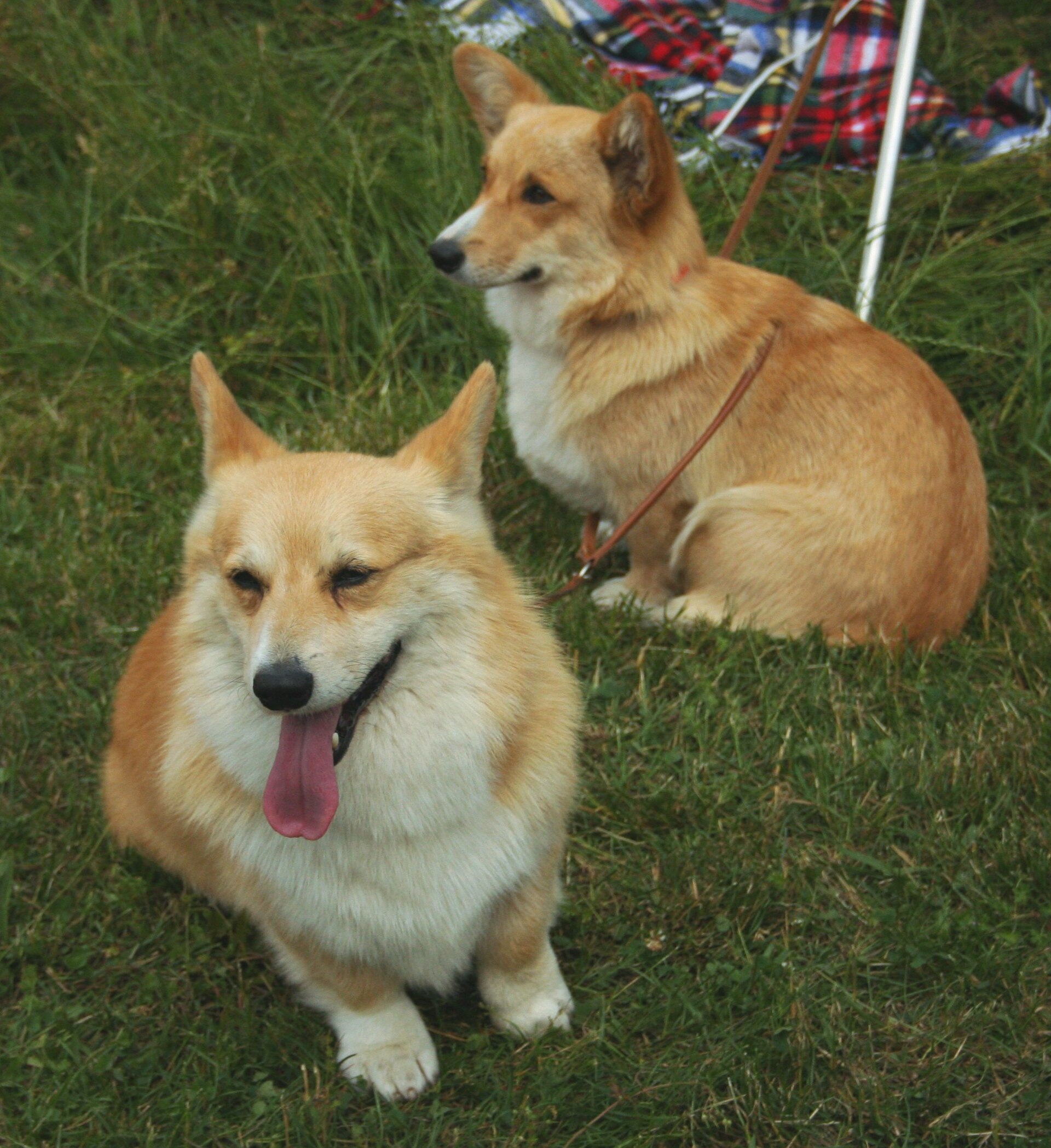 Two Pembroke Welsh Corgis pose together.