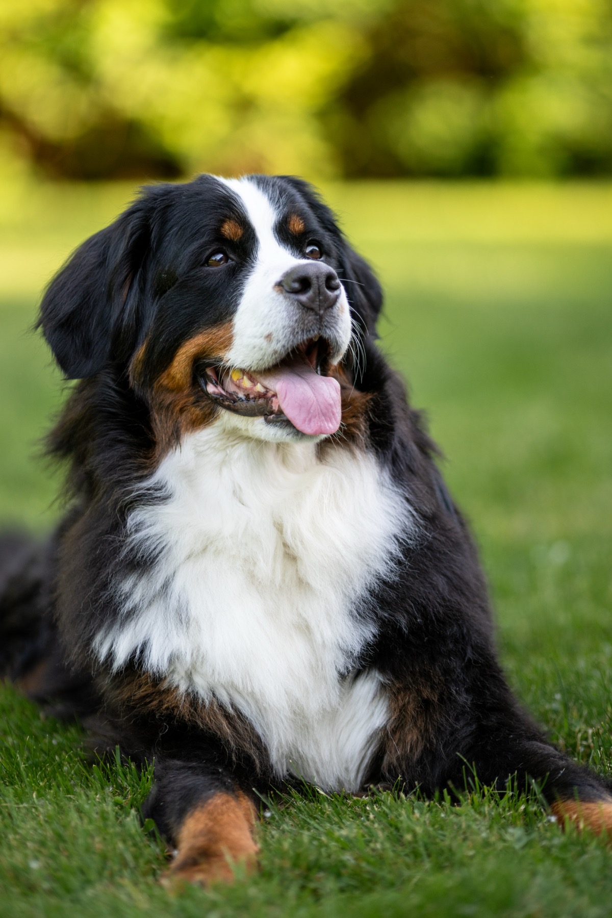 A Bernese Mountain Dog standing in green grass