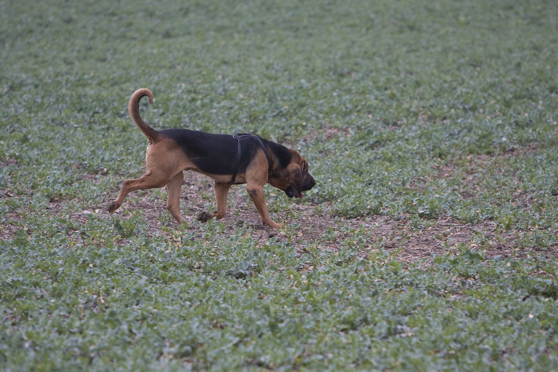 A Bloodhound moving nose-down during a scent-trailing trial