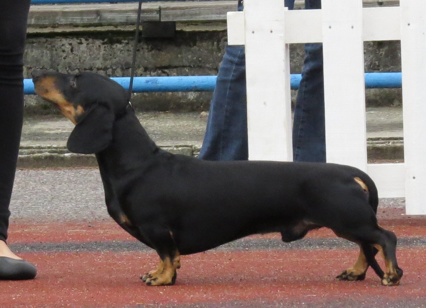 A standard smooth Dachshund standing in profile
