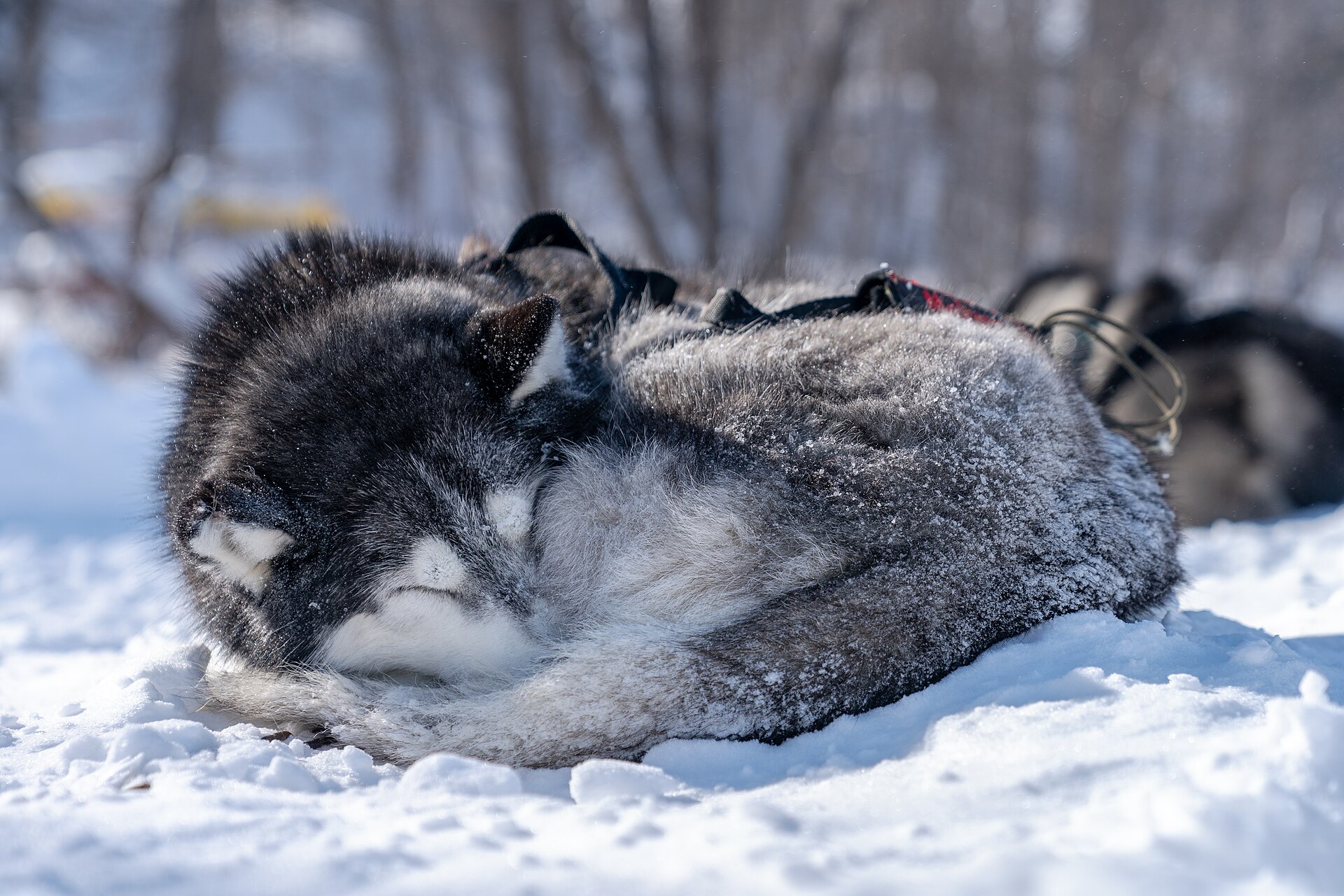 A Siberian Husky sled dog curled in snow after work