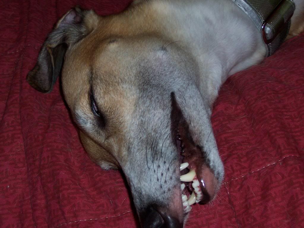 A sleeping Greyhound with its teeth visible.