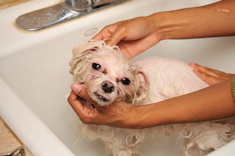 A dog being washed in a bathtub