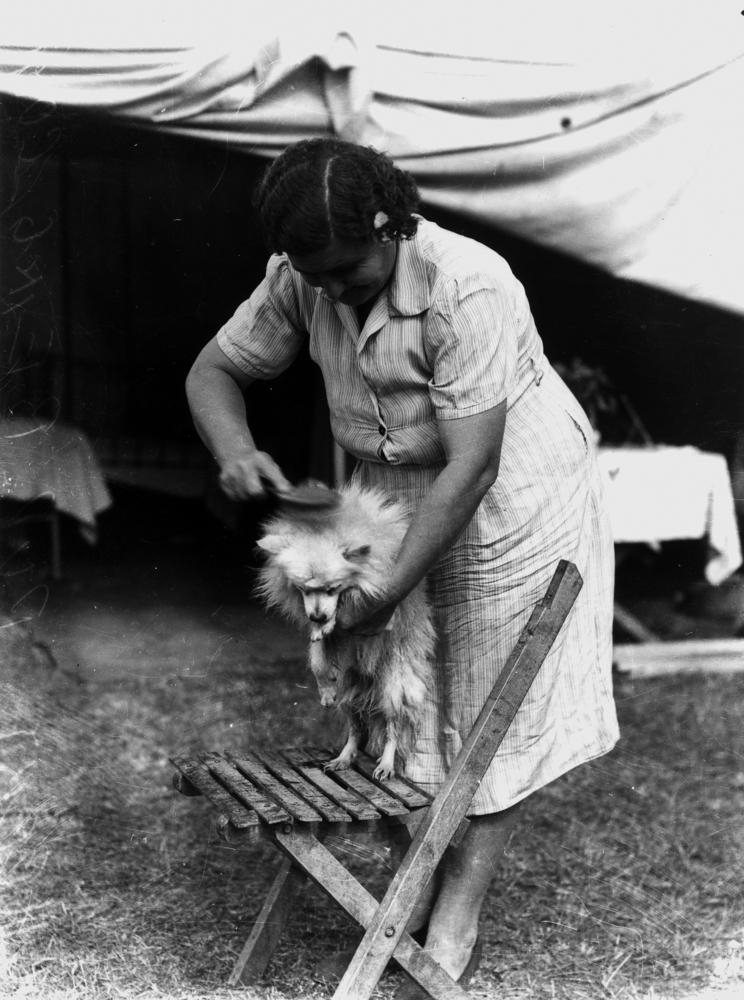 A dog having its coat brushed
