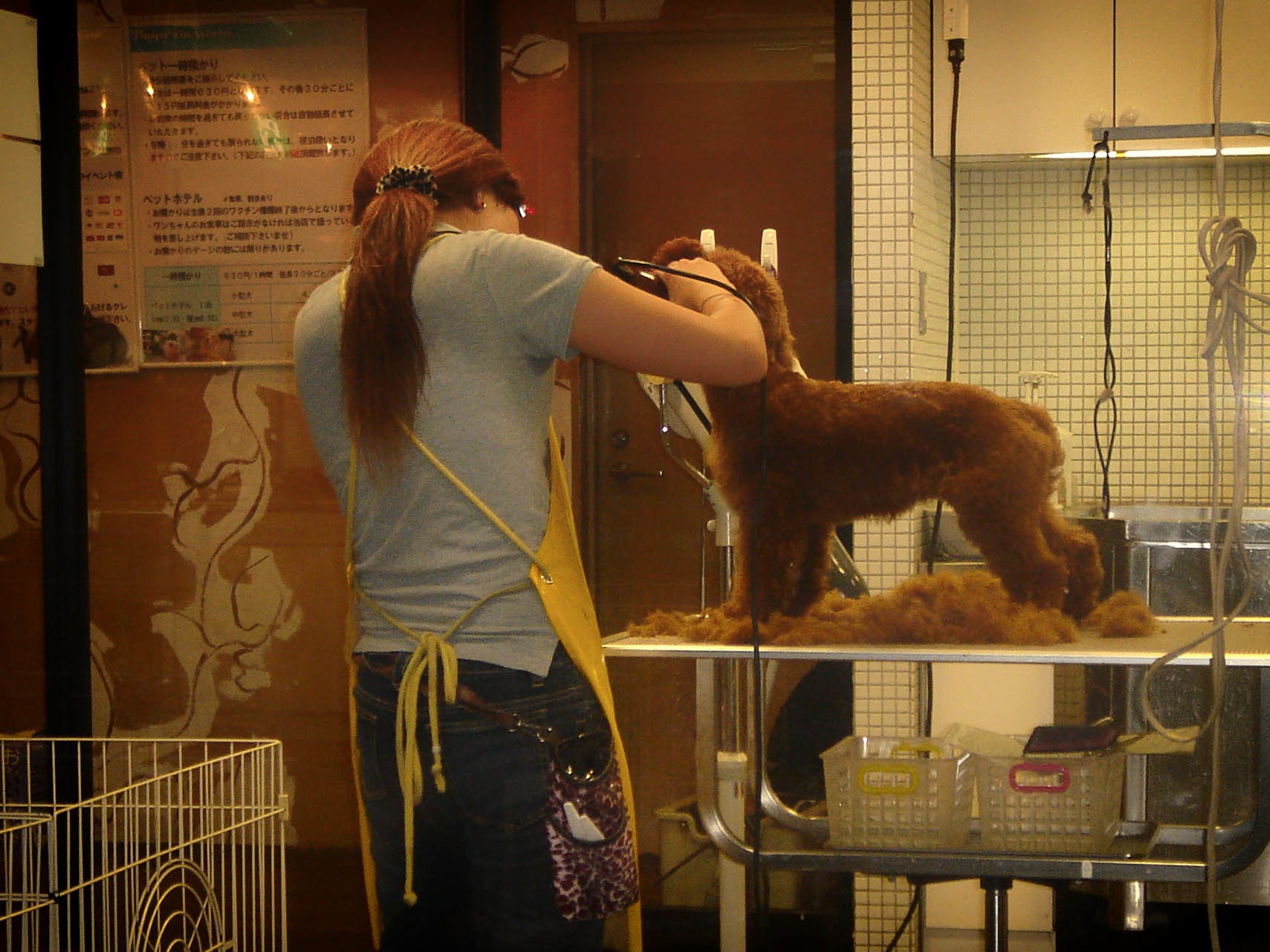 A dog receiving calm hands-on grooming from a professional