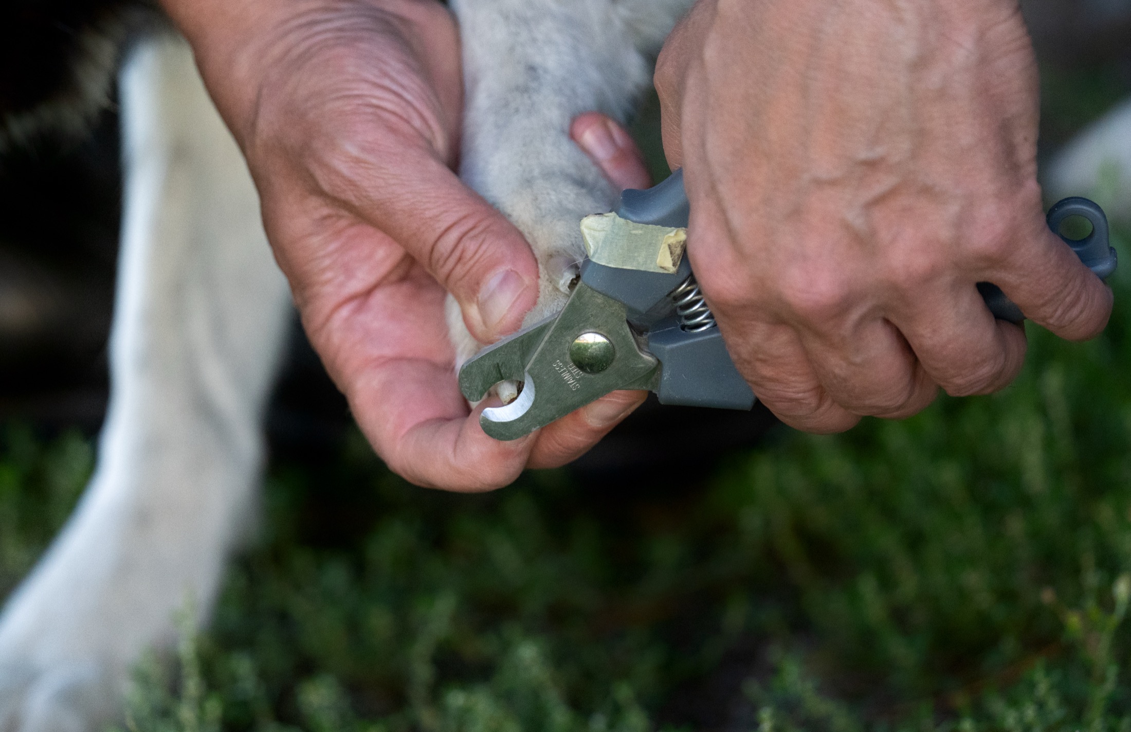 A dog's nail being trimmed carefully with clippers