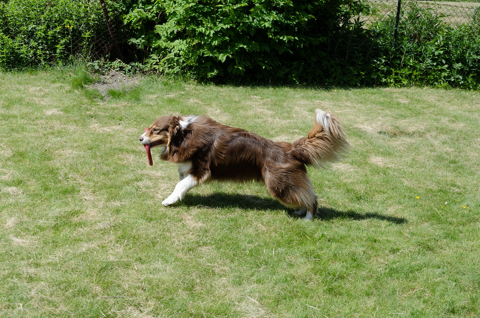 An Australian Shepherd playing fetch in a field