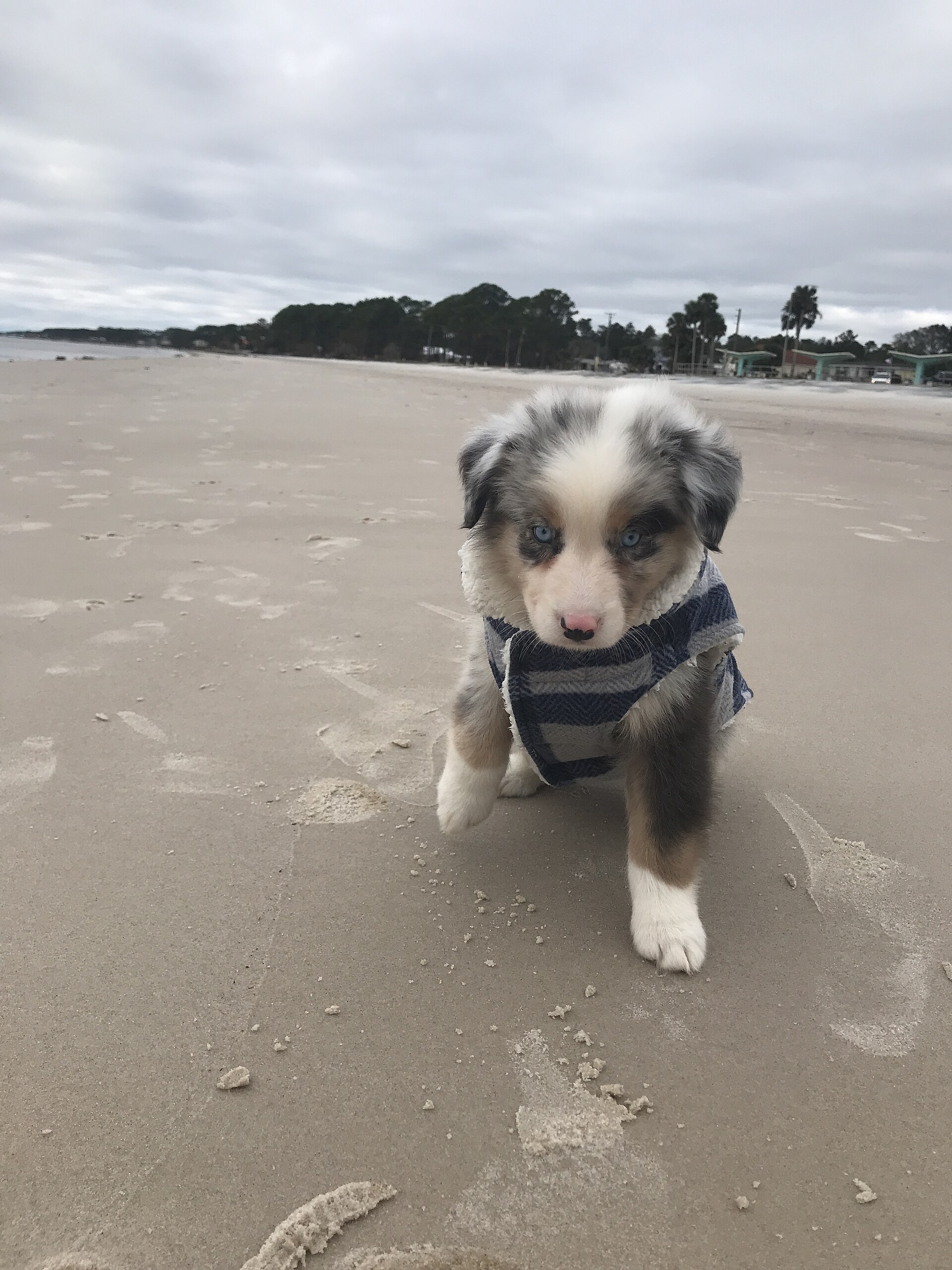 An eight-week-old Australian Shepherd puppy