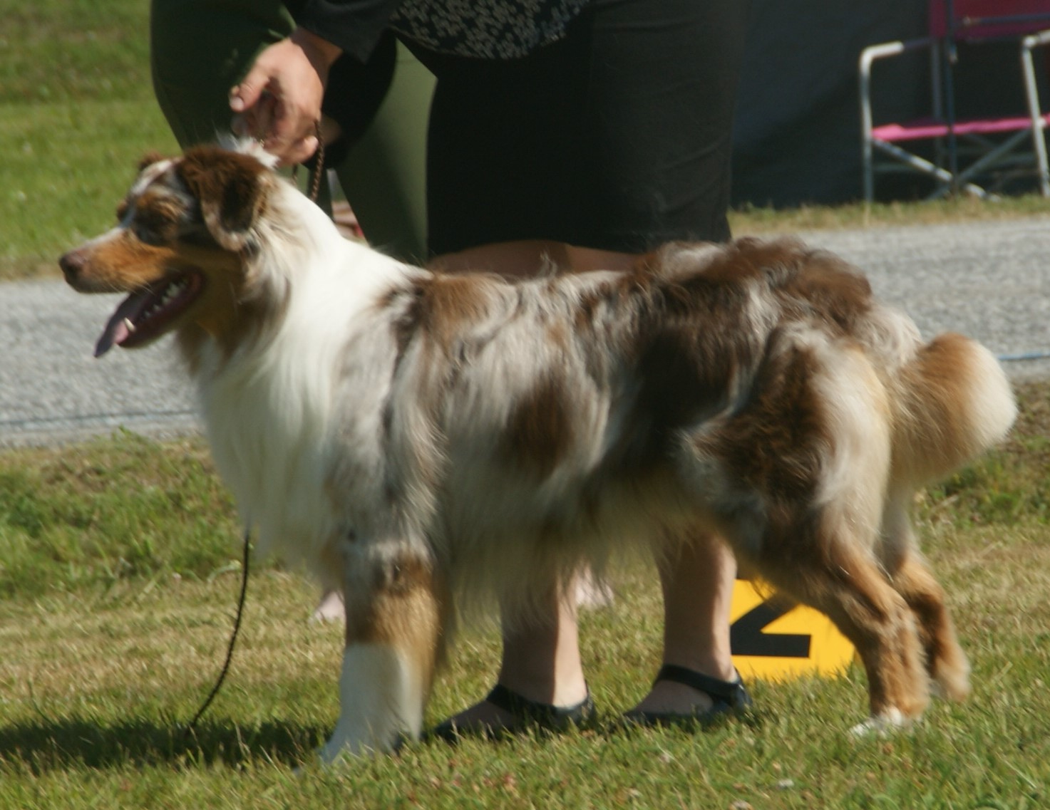A red merle Australian Shepherd standing outside